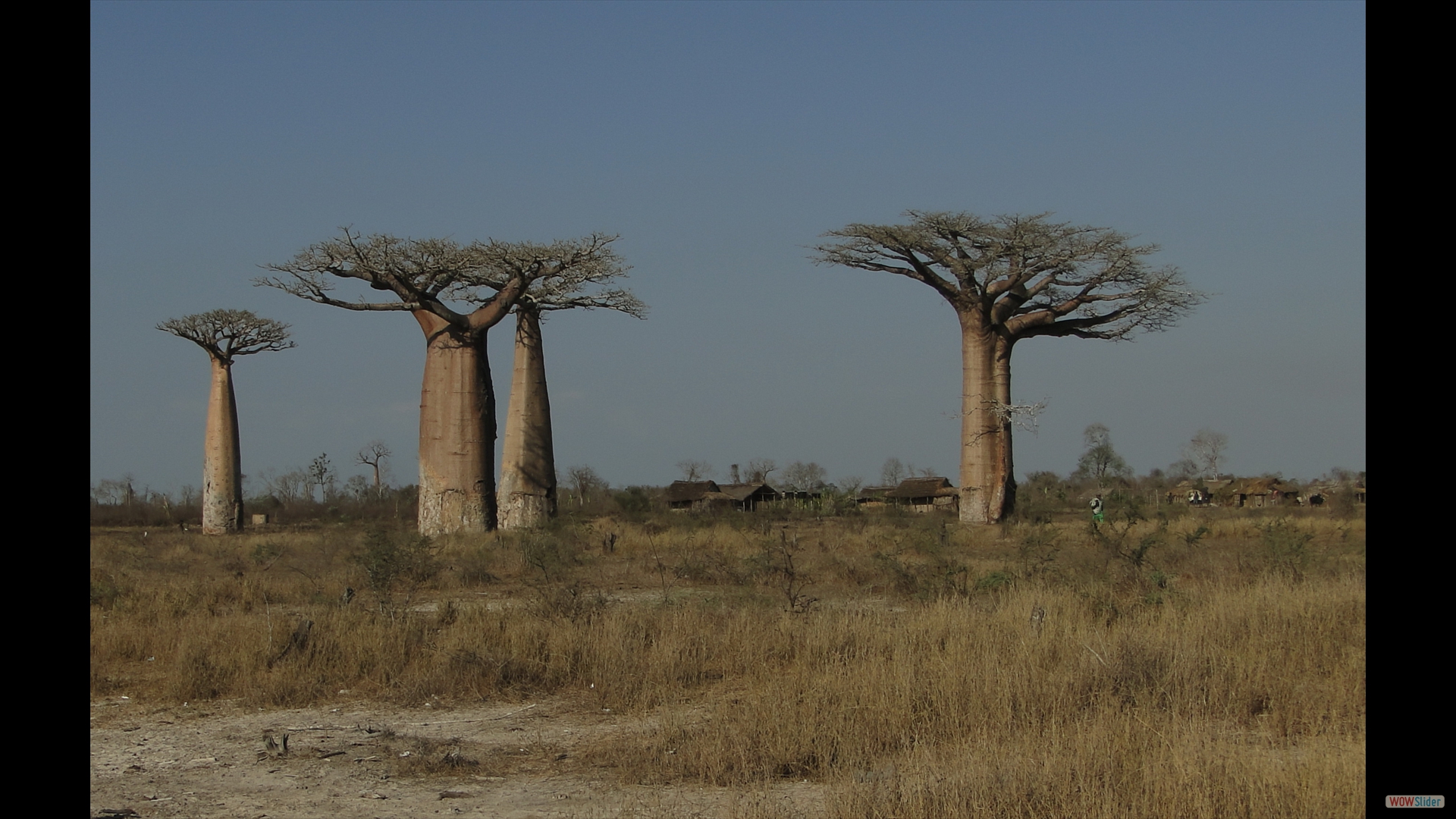 Baobab Avenue - Affenbrotbaumallee (Adansonia grandidieri)