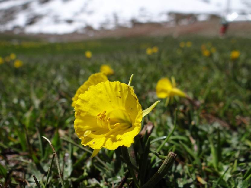 Ein Bild, das Gras, gelb, Blume, drauen enthlt.

Automatisch generierte Beschreibung