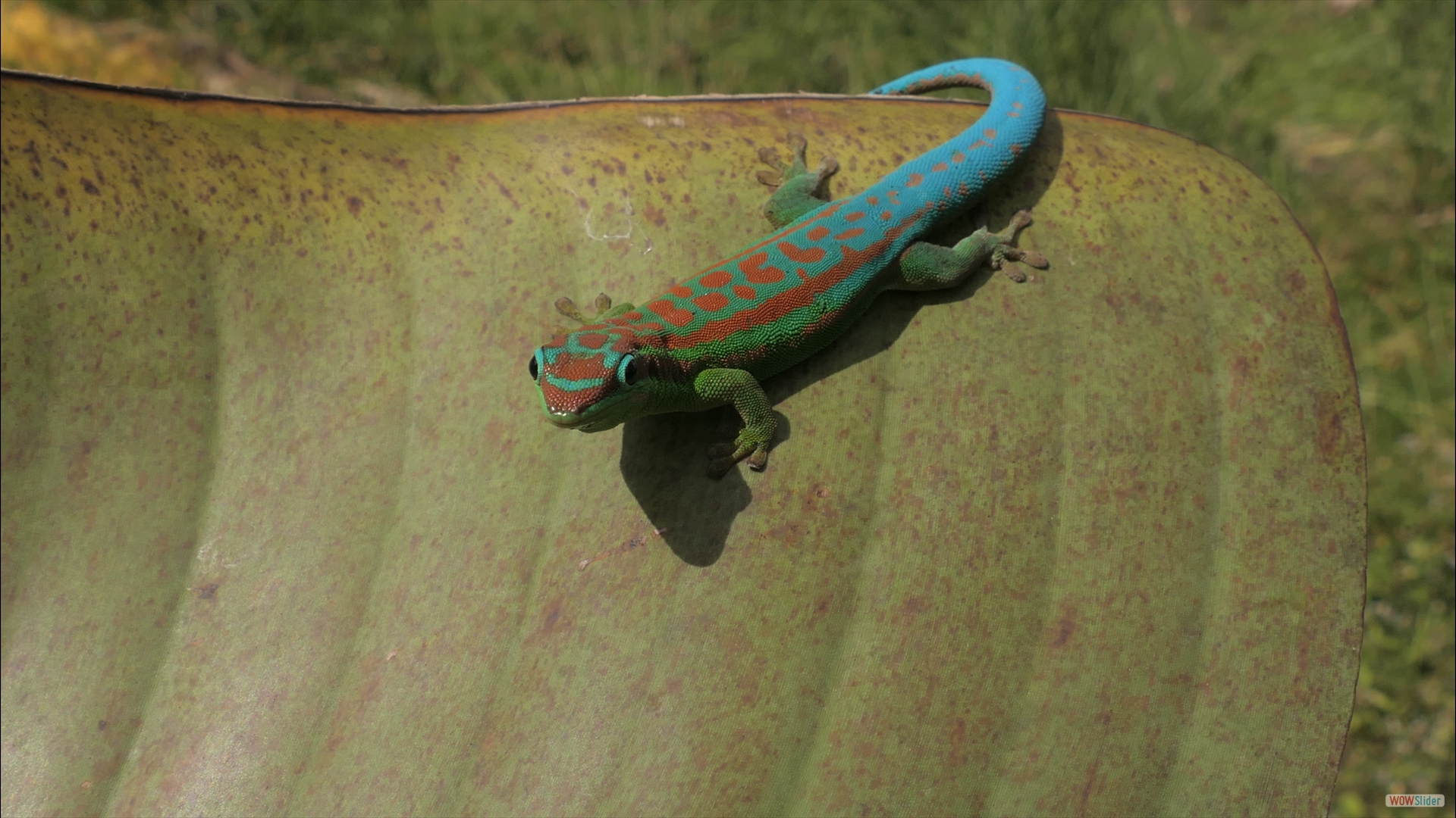 Blauschwanz-Taggecko (Phelsume cepediana)