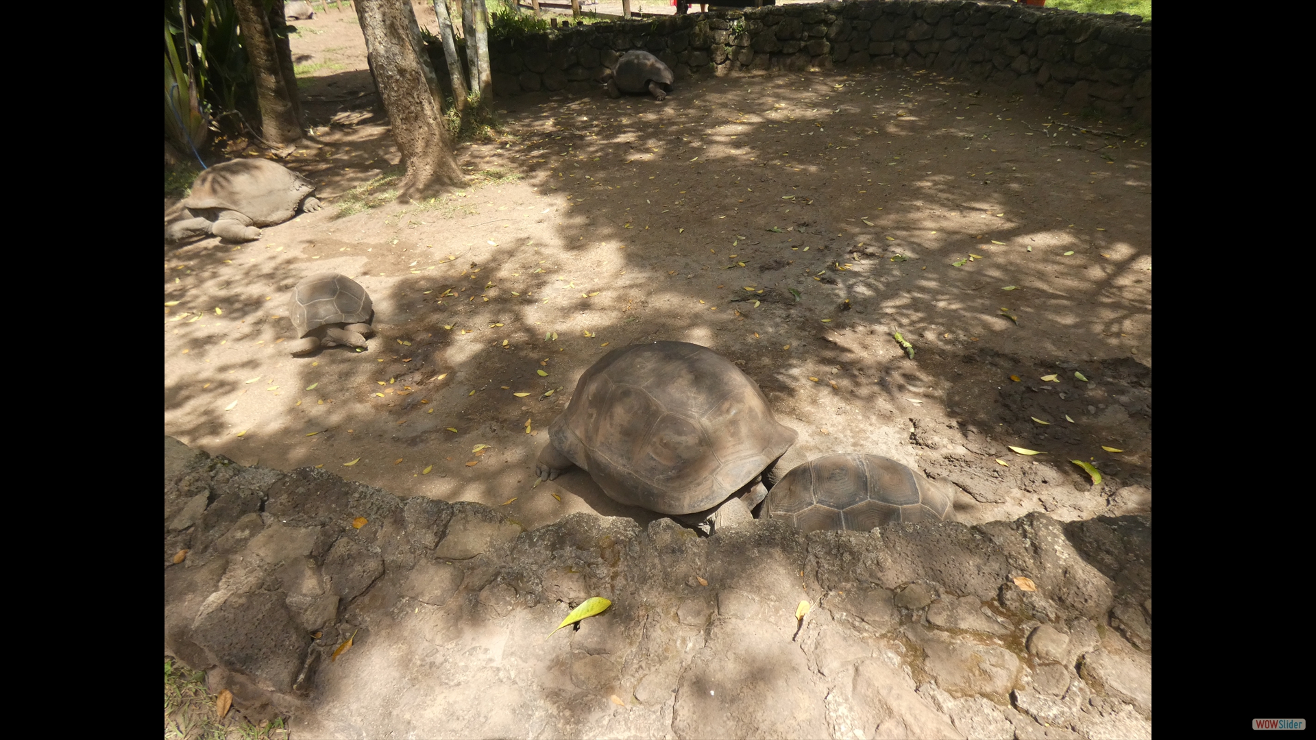 Aldabra-Riesenschildkröte (Aldabrachelys gigantea)