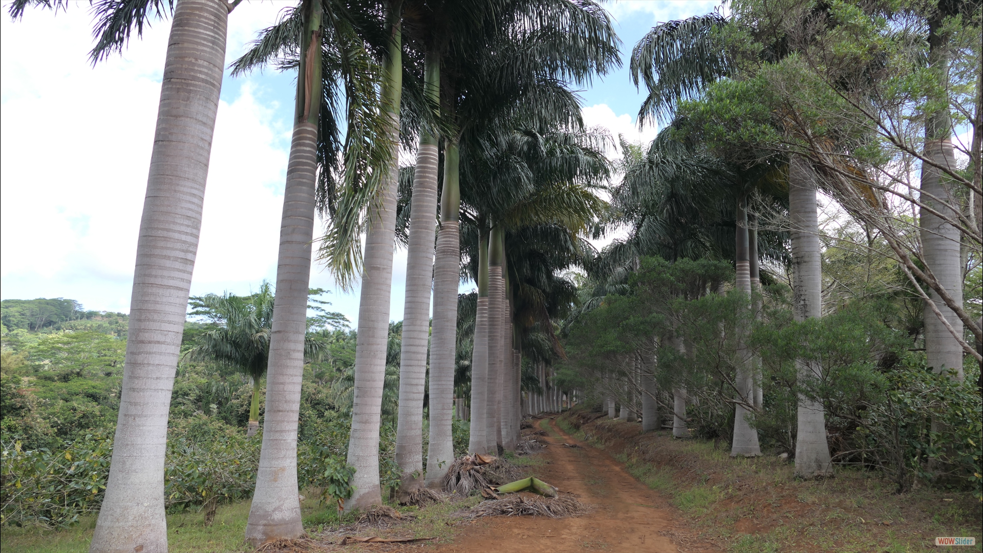 Königspalmen-Allee (Roystonea regia)