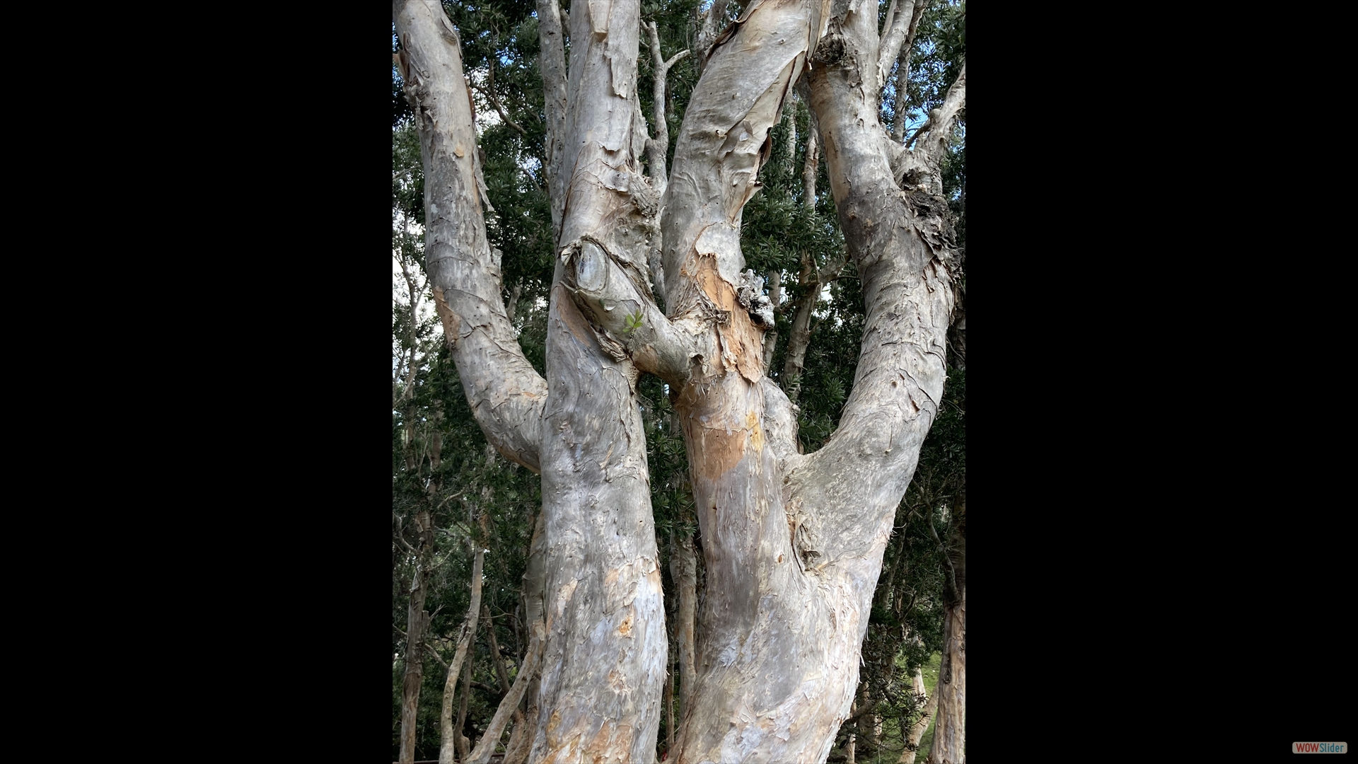 Melaleuca quinquenervia