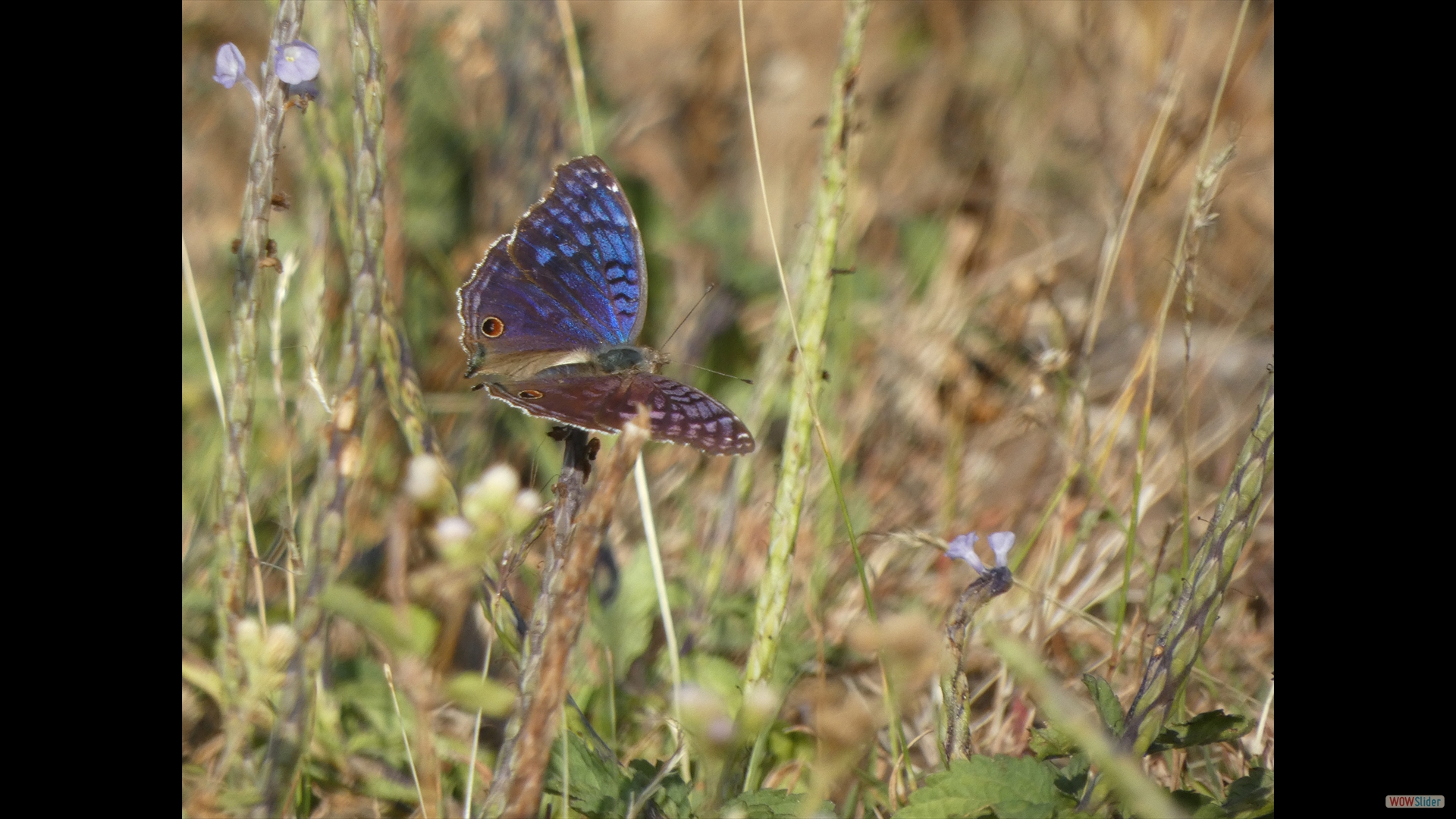 Falter (Junonia rhadama)