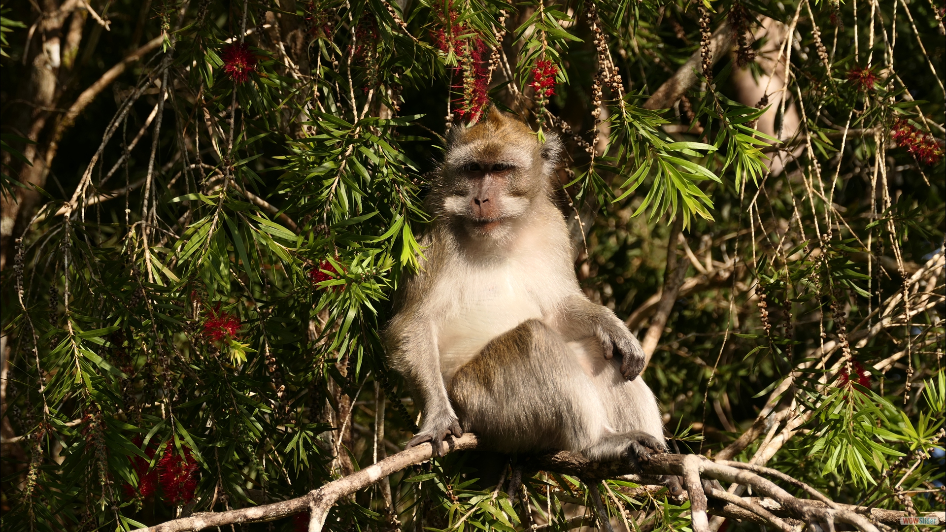 Langschwanzmakake (Macaca fascicularis)