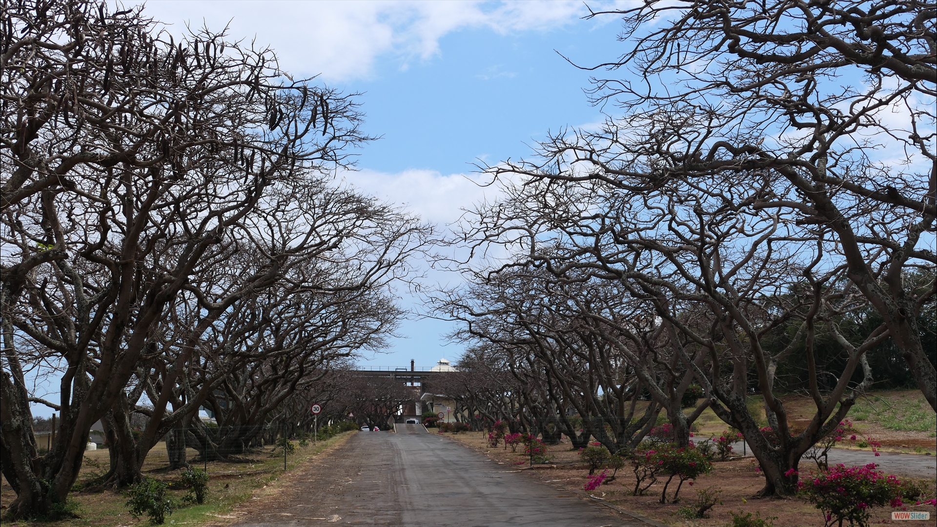 Medine Distillery Company_Flammenbaum-Allee (Delonix regia)