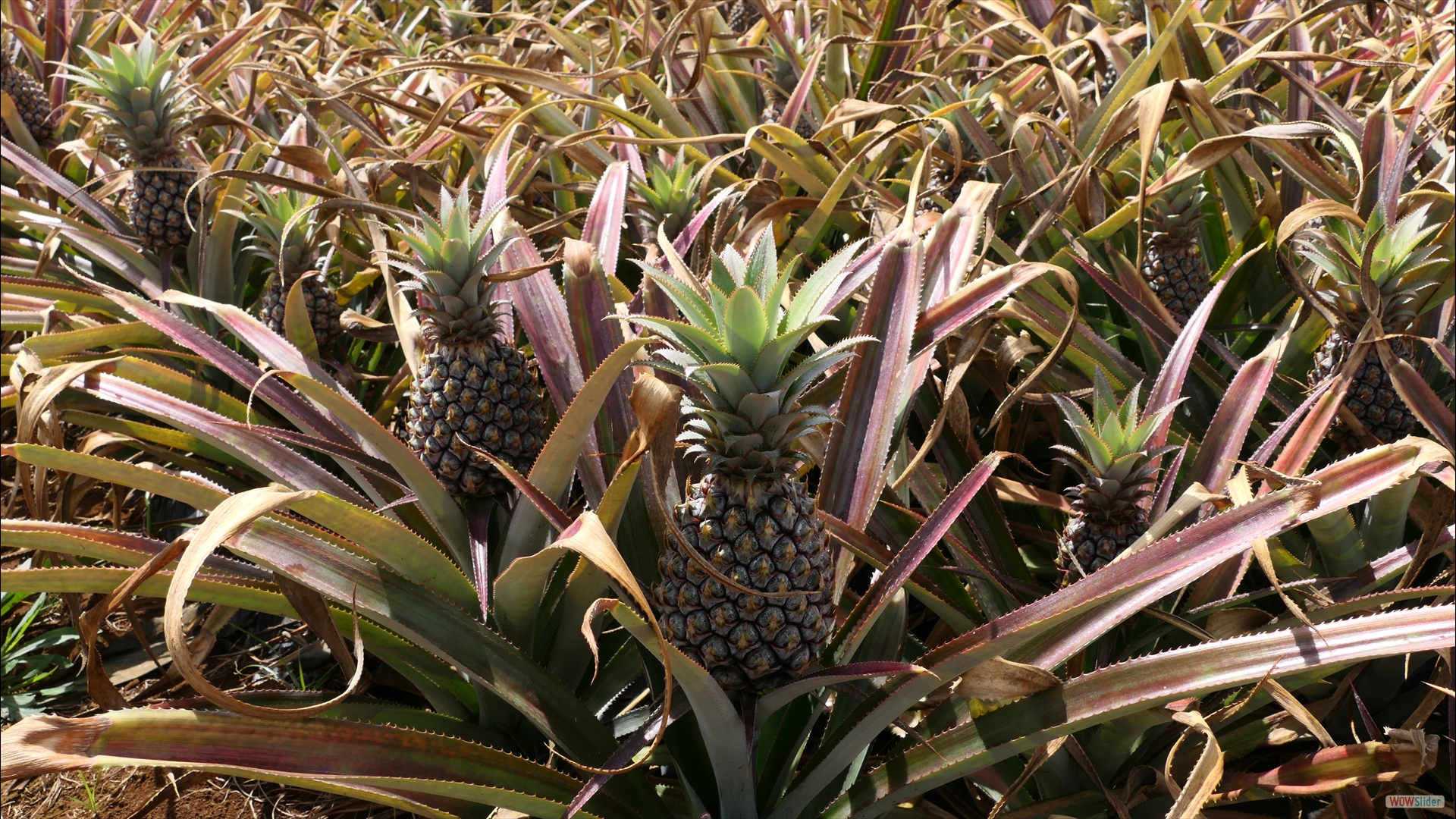 Ananas comosus