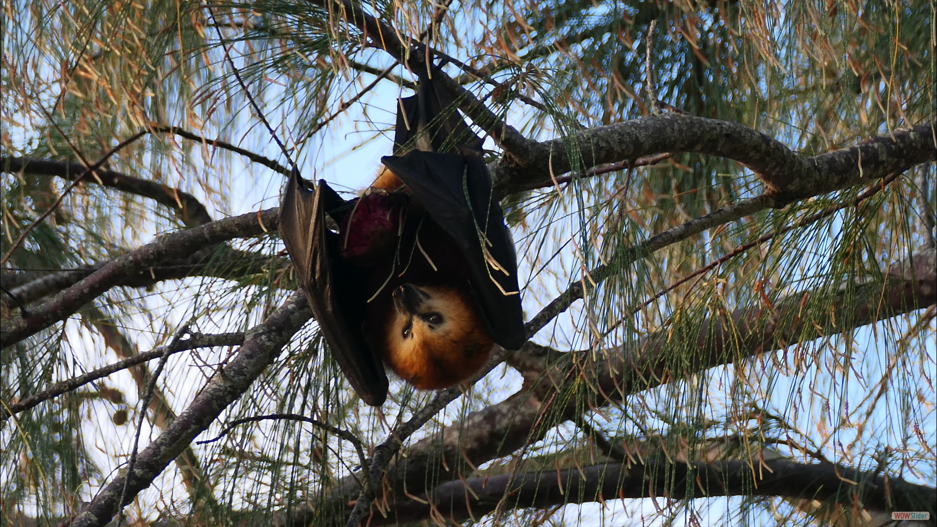 Maskarenen-Flughund (Pteropus niger)