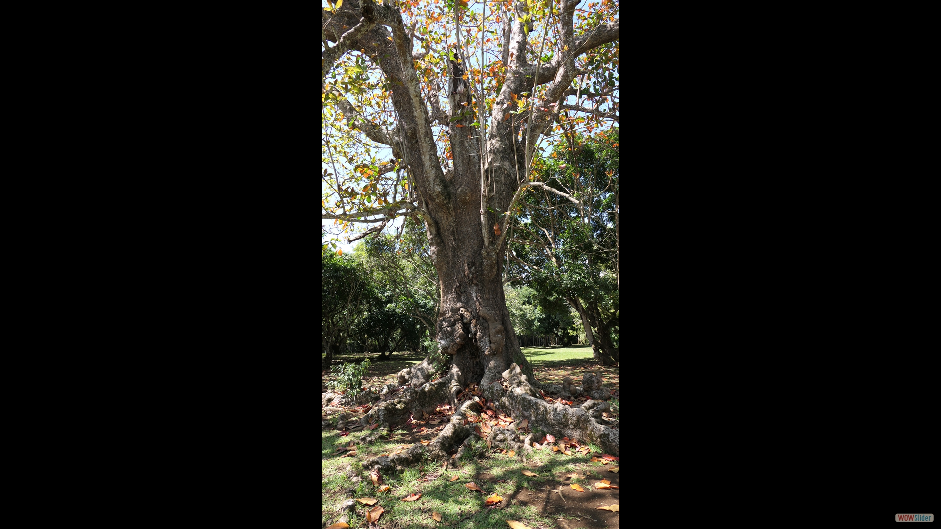 Katappenbaum (Terminalia catappa)