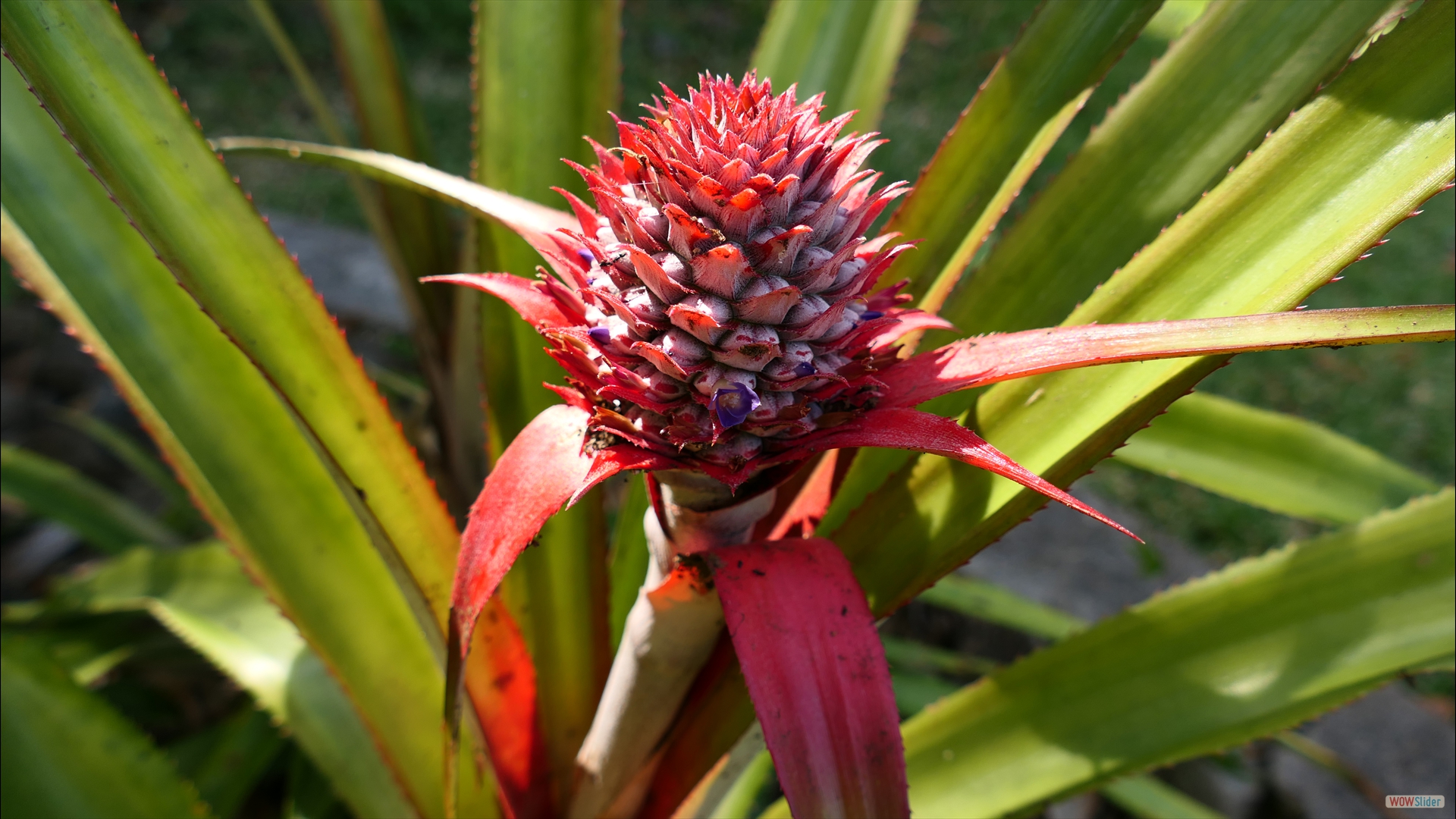 Ananasblpüte (Ananas comosus)