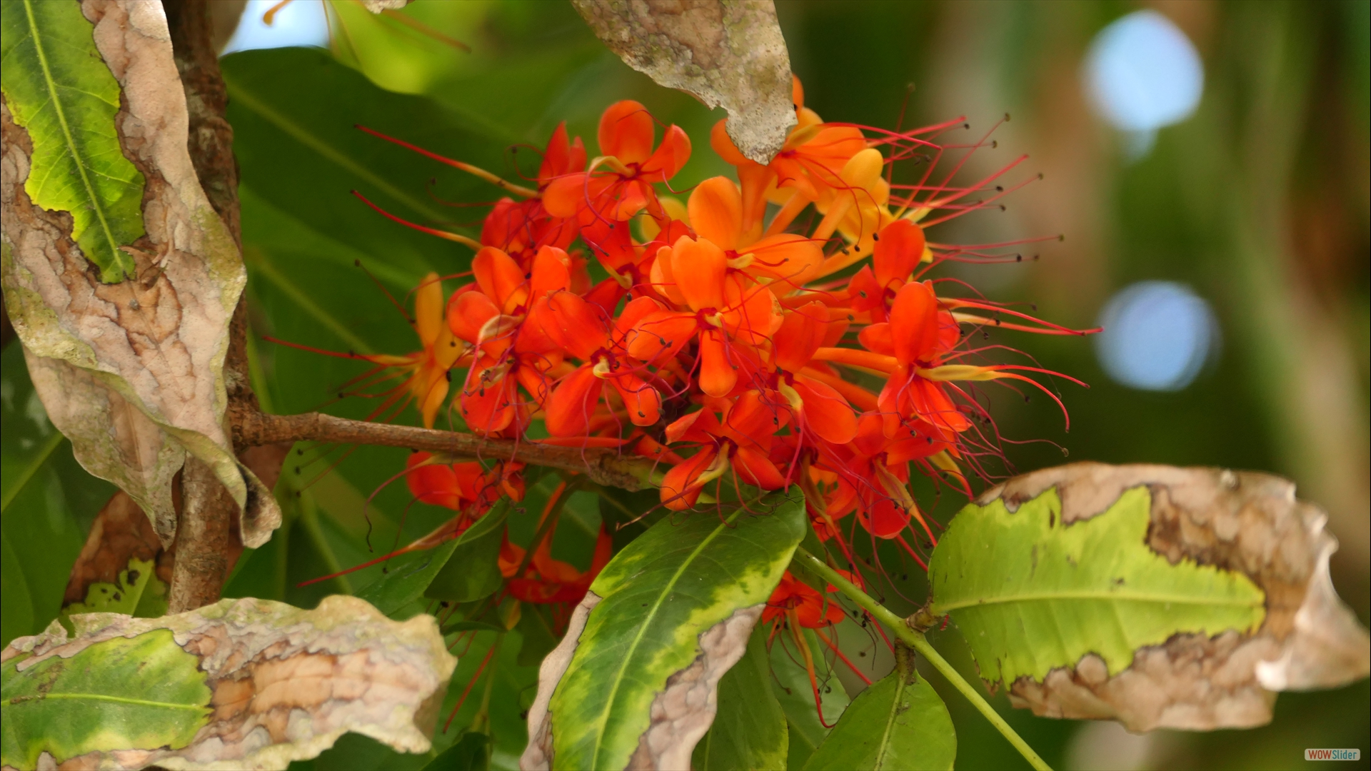 Saraca indica