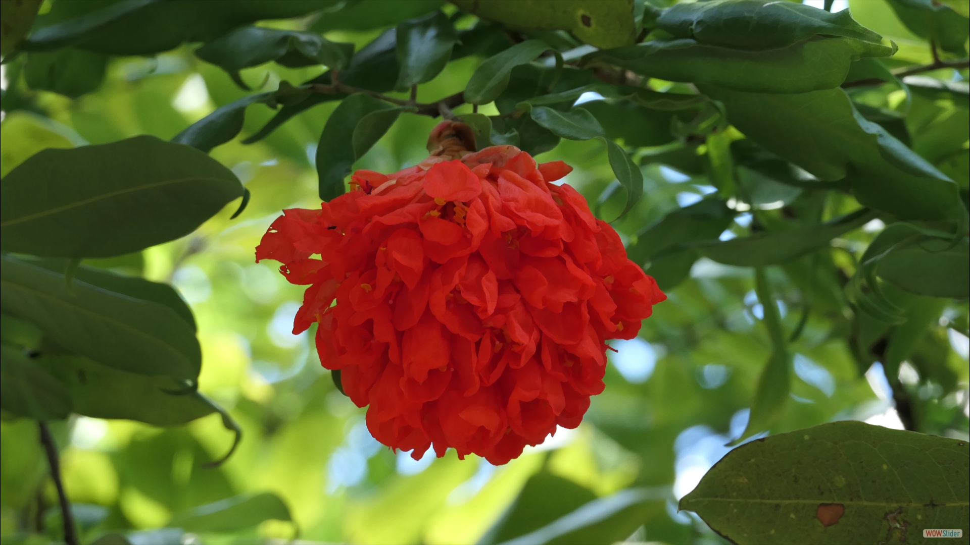 Rose von Venezuela (Brownea grandiceps)