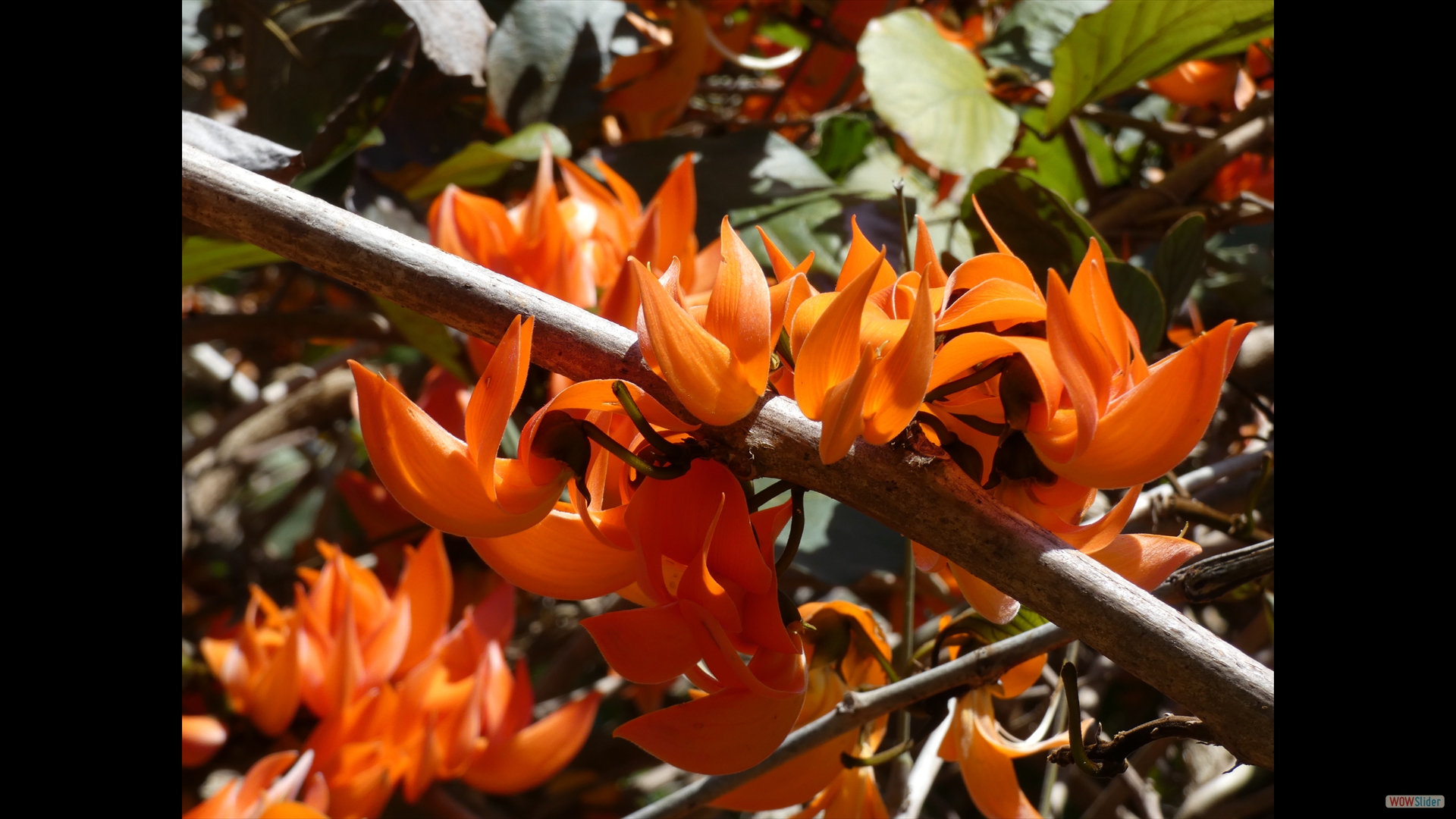 Scharlachrote Jaderebe (Mucuna bennettii)