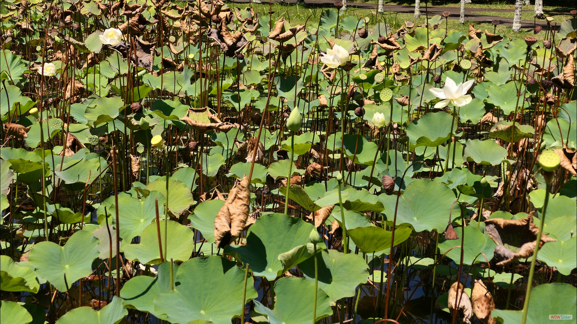 Amerikanische Lotosblume (Nelumbo lutea)