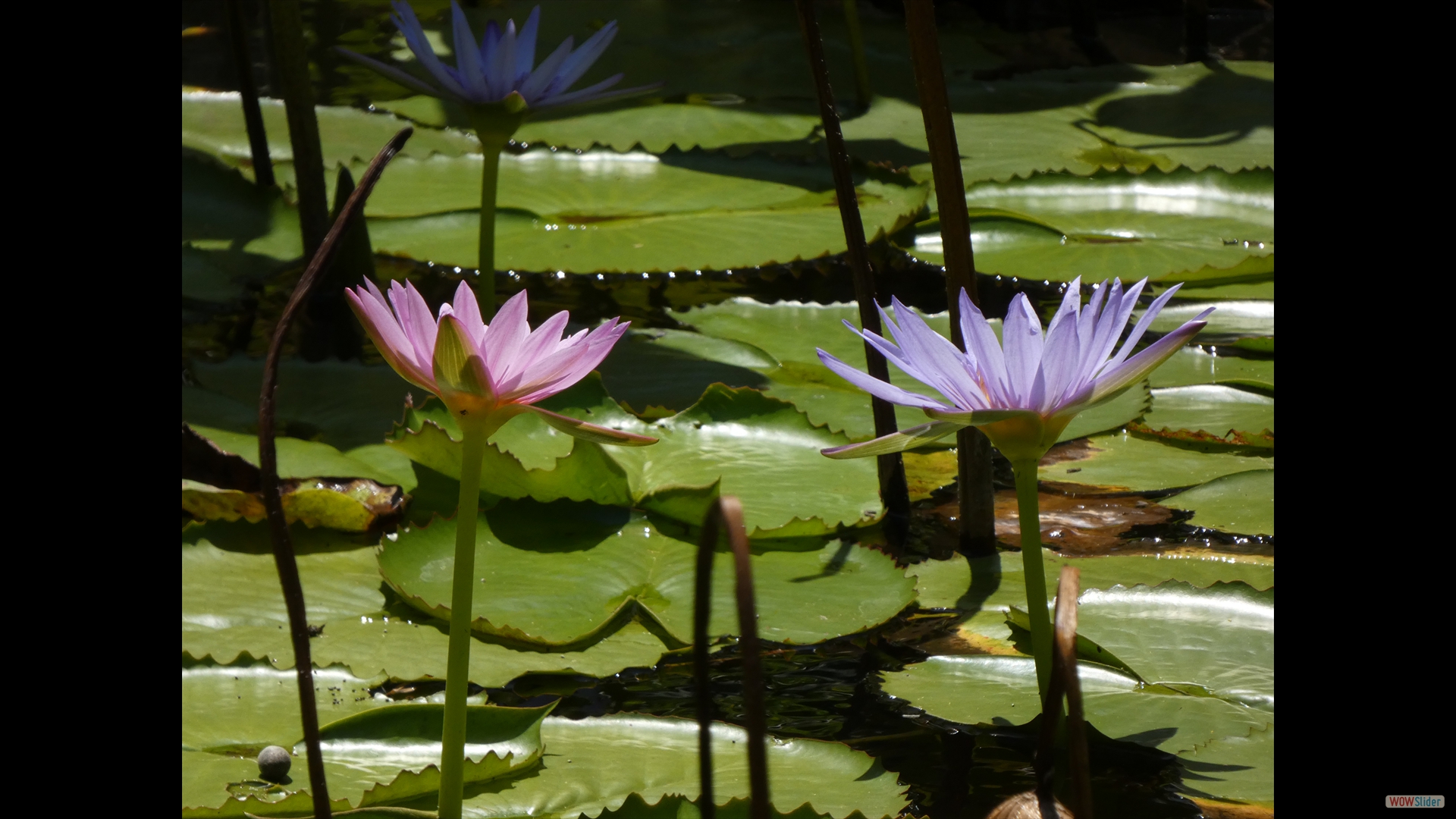 Blauer Lotos (Nymphaea caerulea)