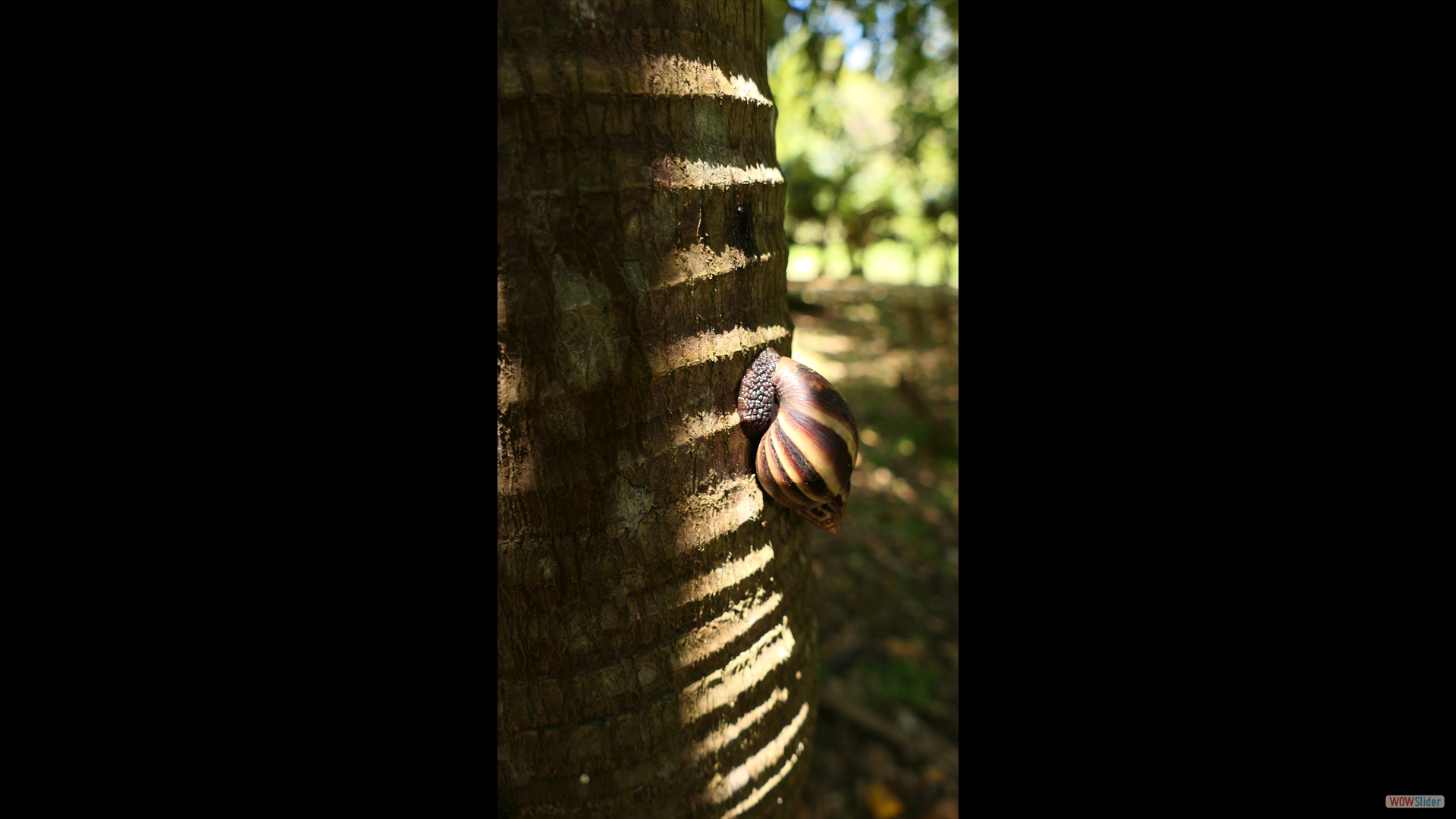 Schnecke