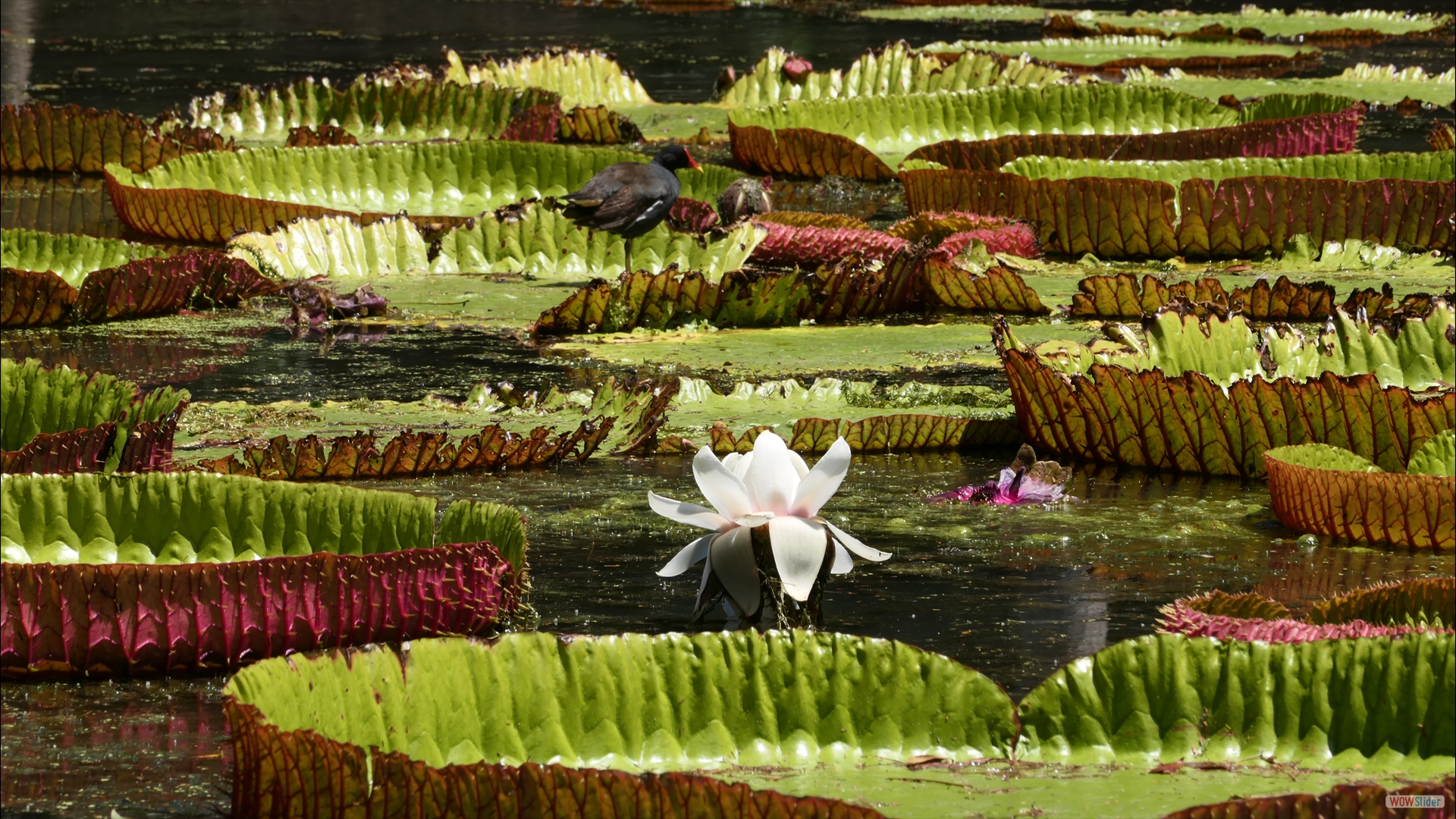 Victoria amazonica mit Teichralle