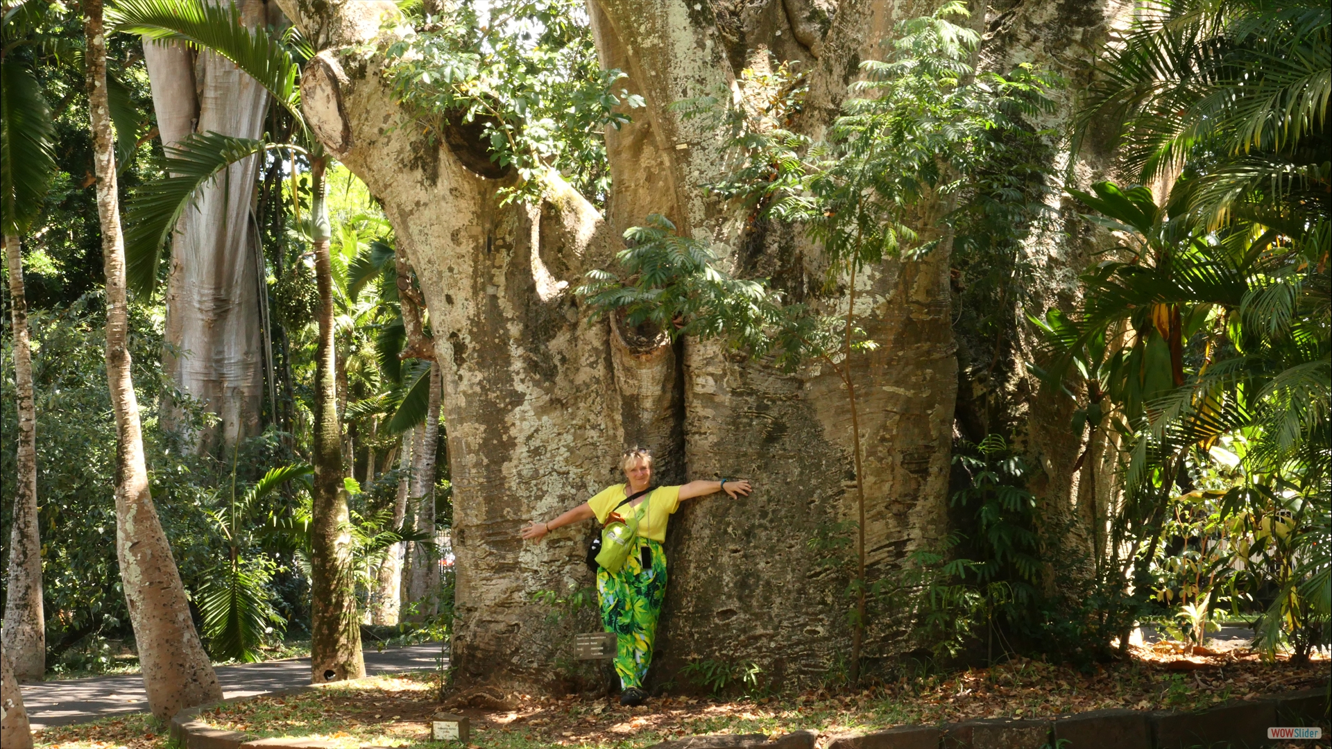 Affenbrotbaum (Adansonia digitata)