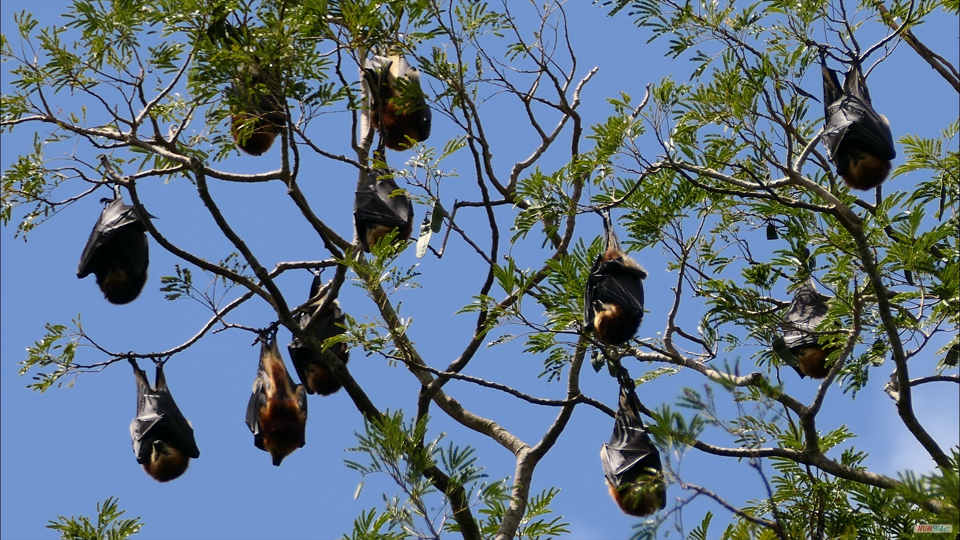 Maskarenen-Flughund (Pteropus niger)