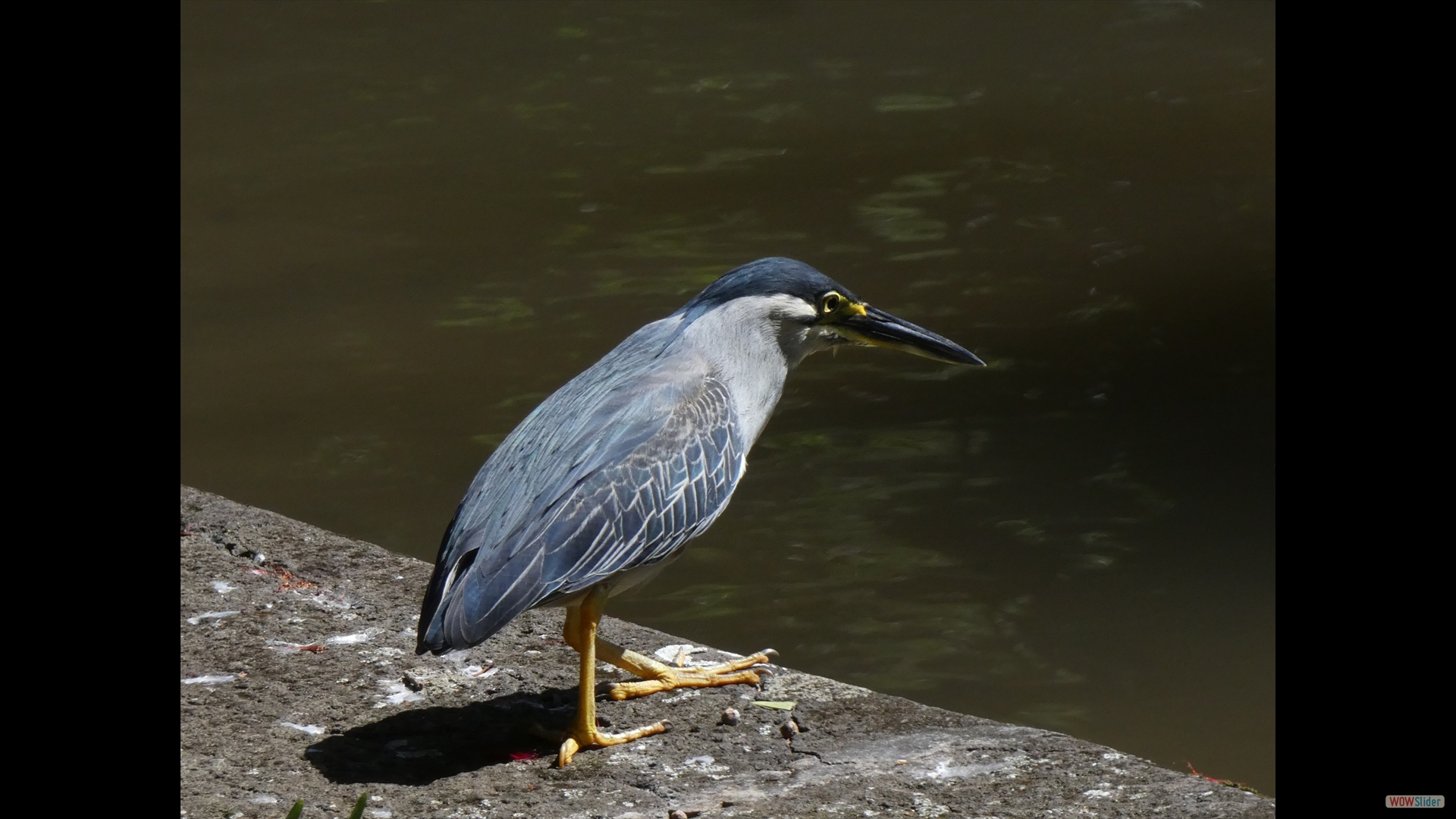 Mangrovereiher (Butorides striata)