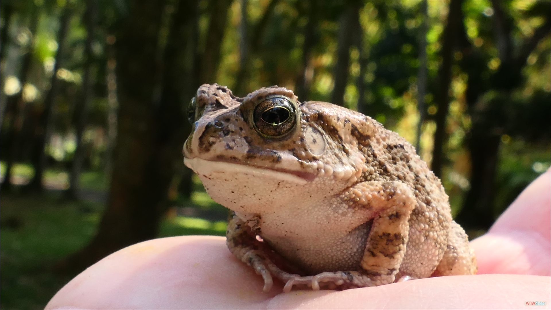 Südliche Pantherkröte (Sclerophrys gutturalis)