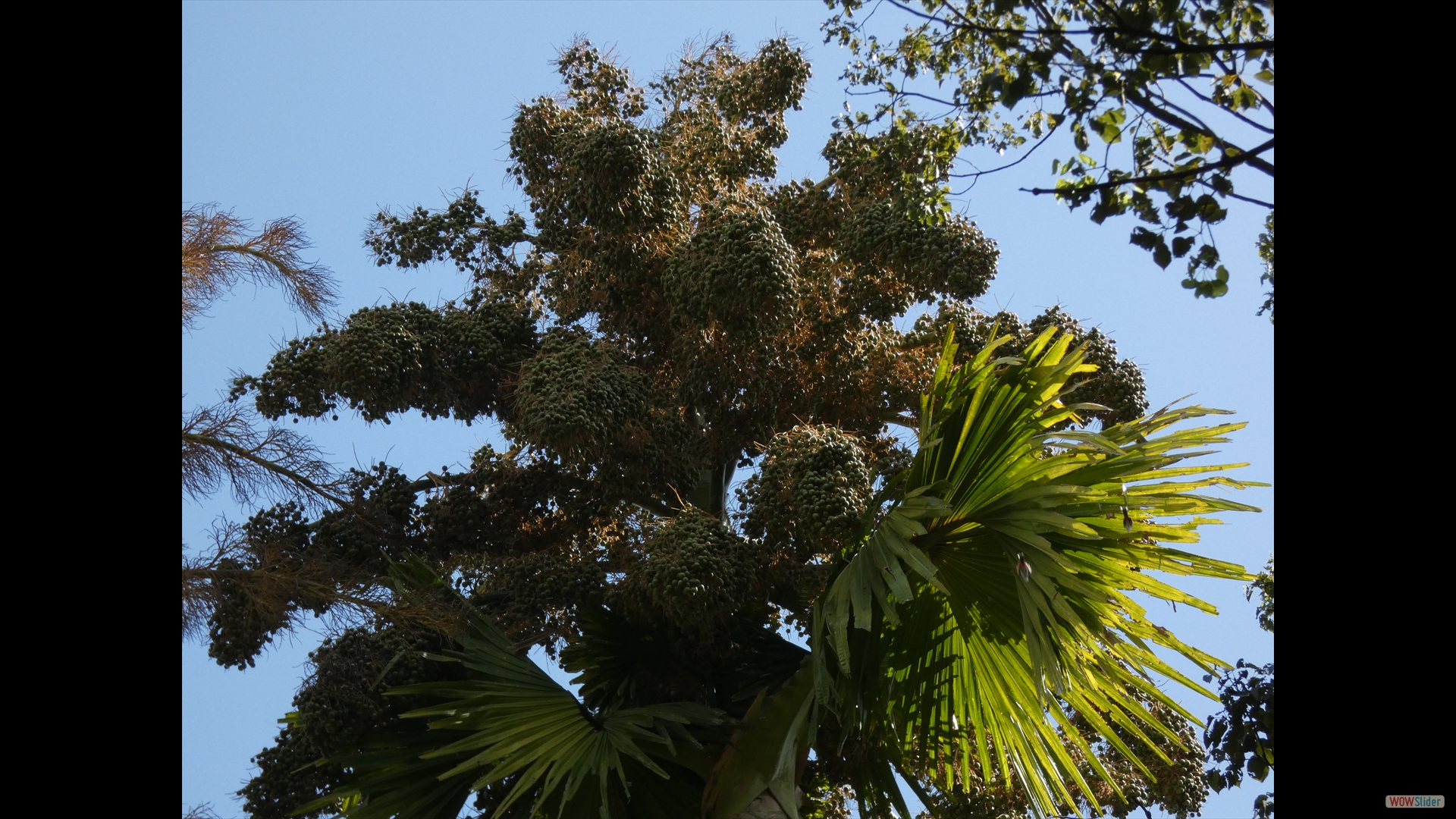 Talipot-Palme (Corypha umbraculifera) - weiblich