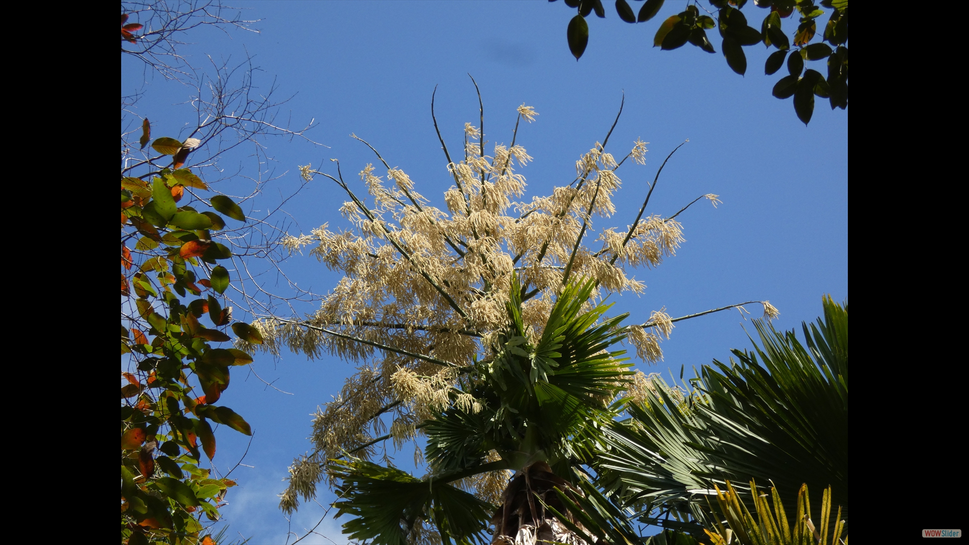 Talipot-Palme (Corypha umbraculifera) - männlich