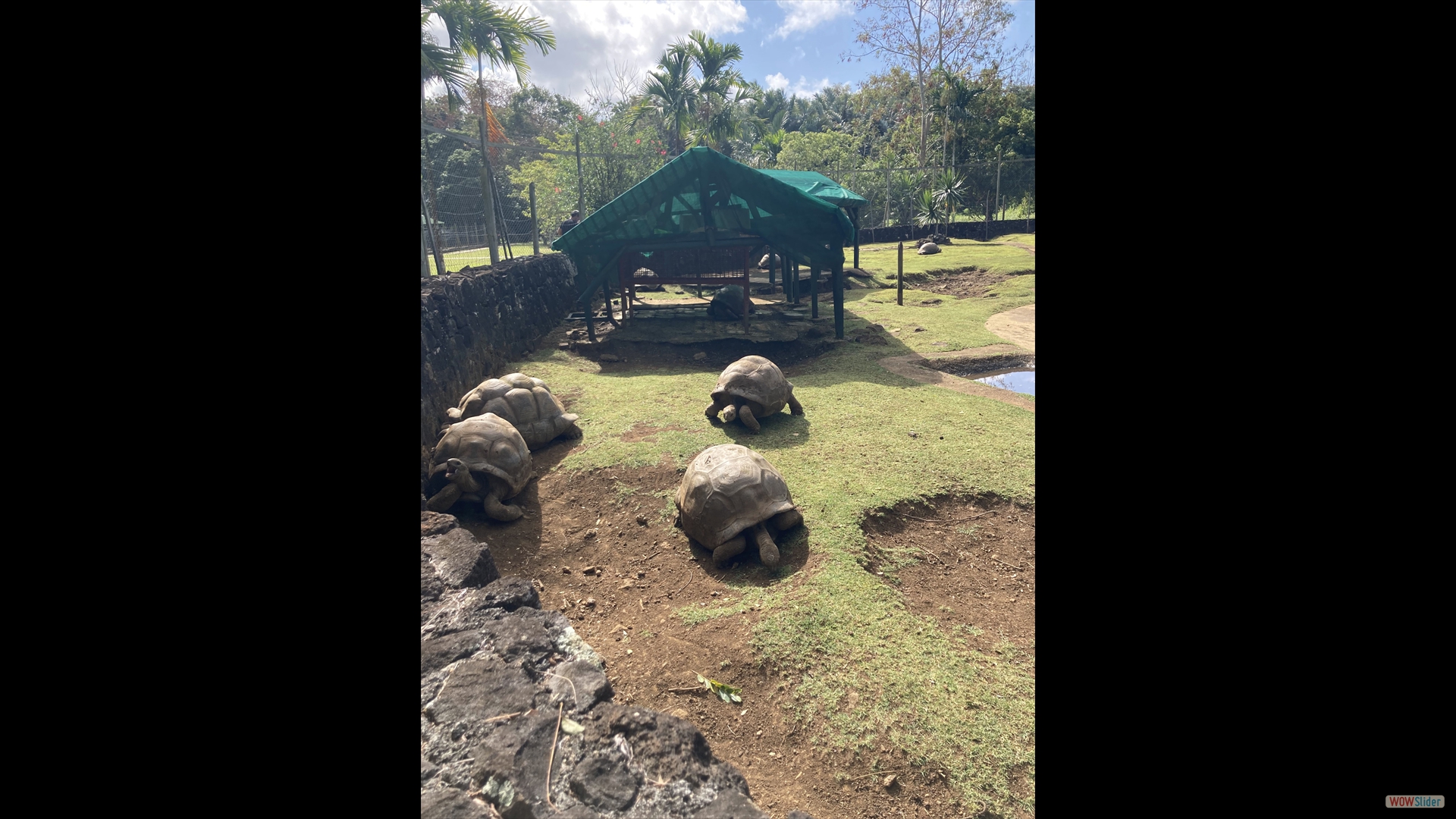 Aldabra-Riesenschildkröte (Aldabrachelys gigantea)