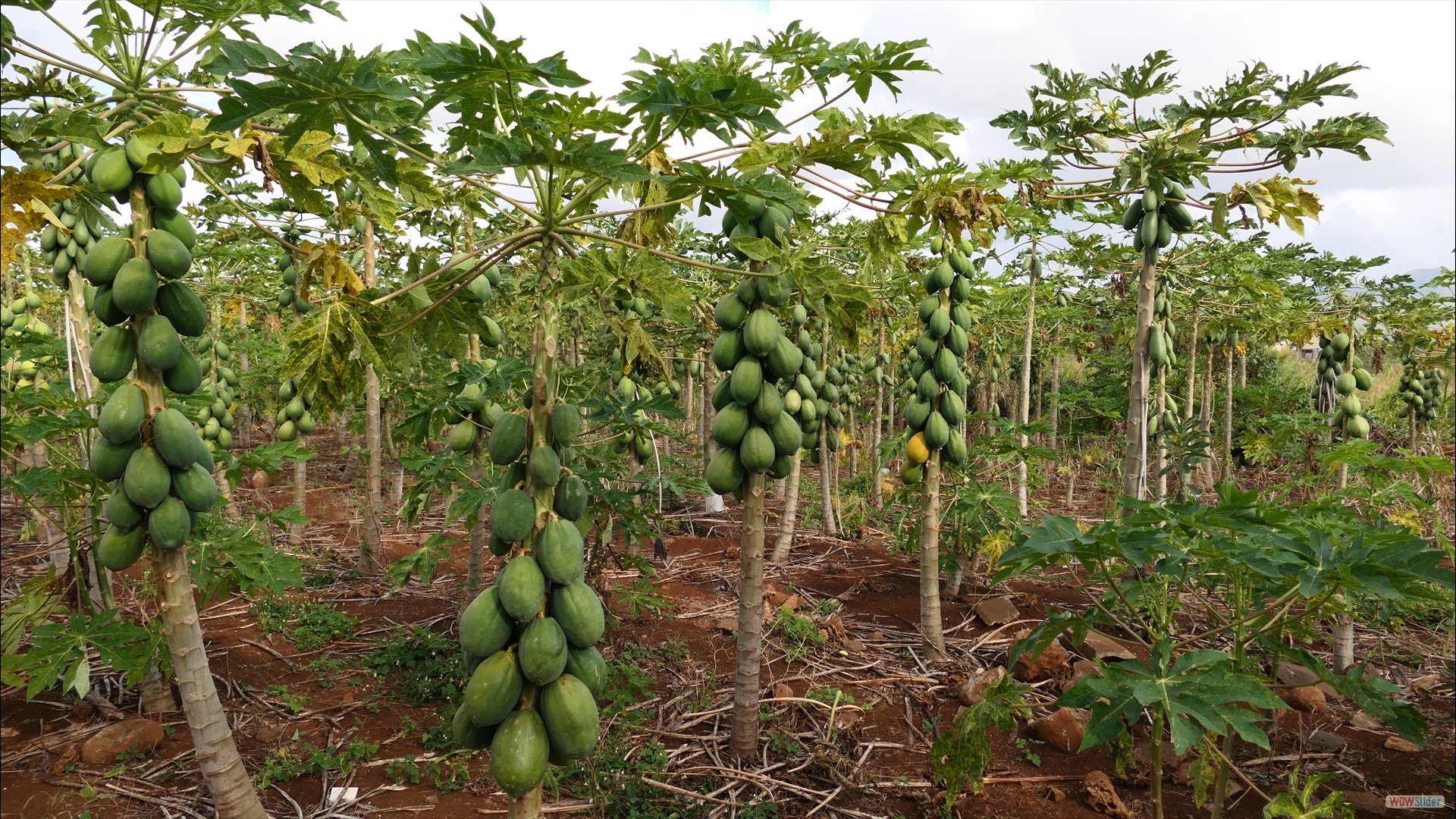 Papaya-Melonenbaum (Carica papaya)