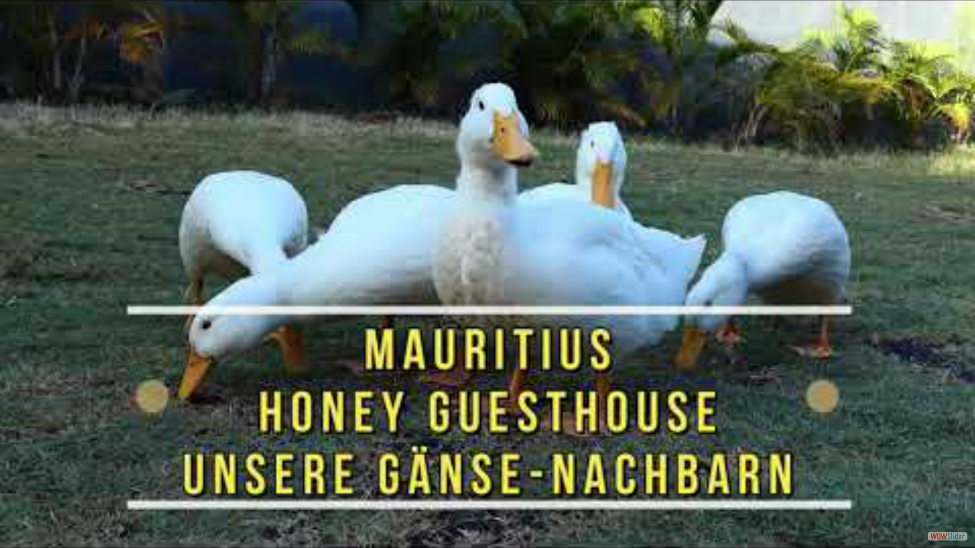 #mauritius - Honey guesthouse - Gänse als Nachbarn