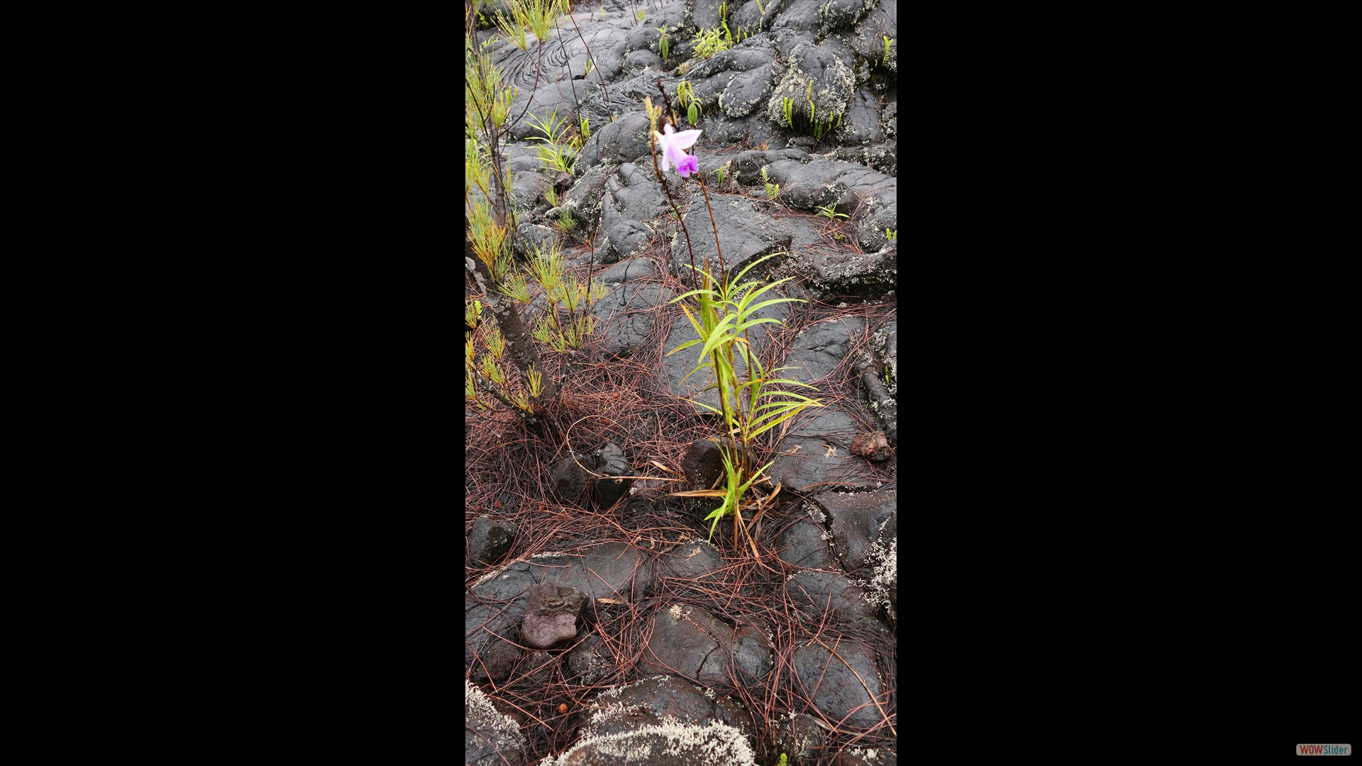 Arundina-graminifolia. eine zweite Orchidee