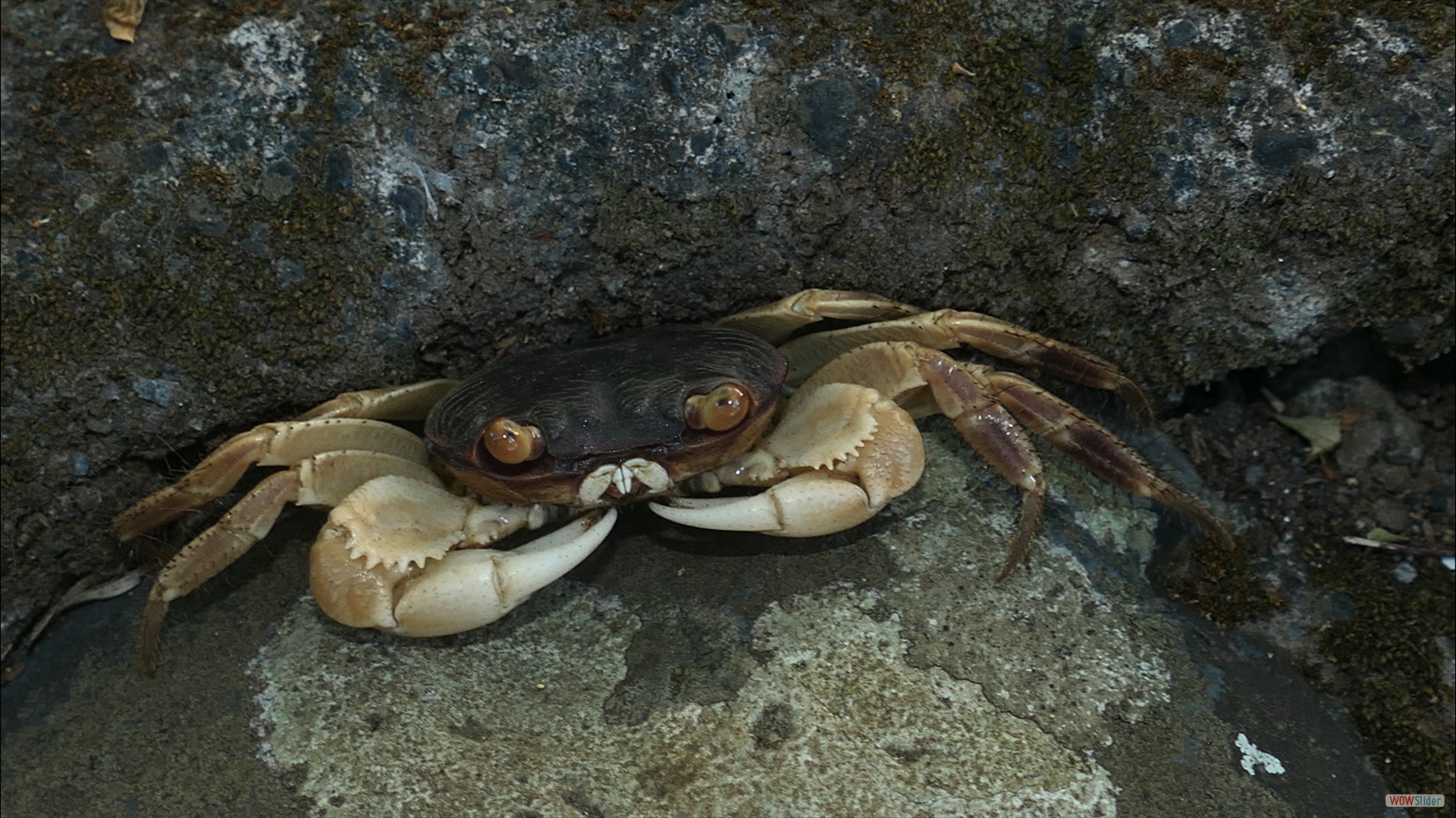 Purple-backed Shore-Crab (Geograpsus grayi)