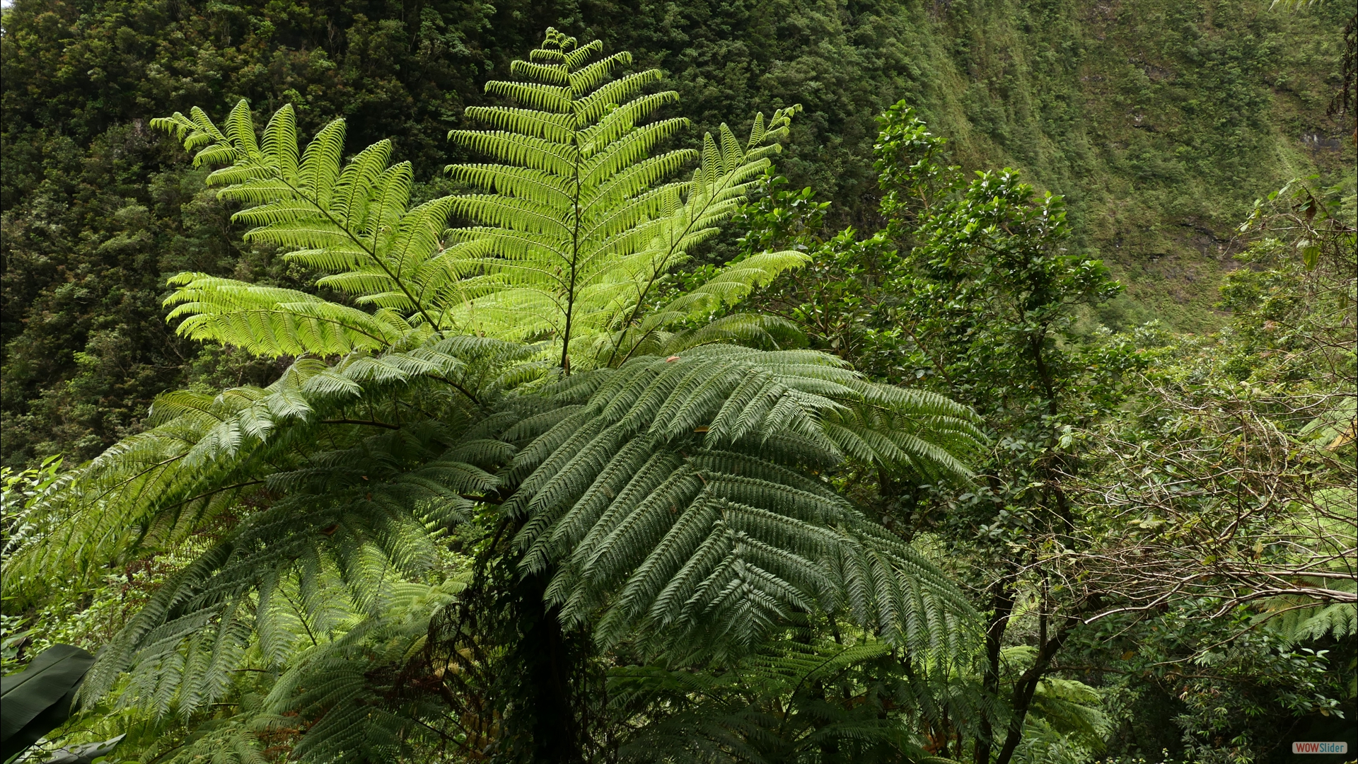 Cycas thouarsii