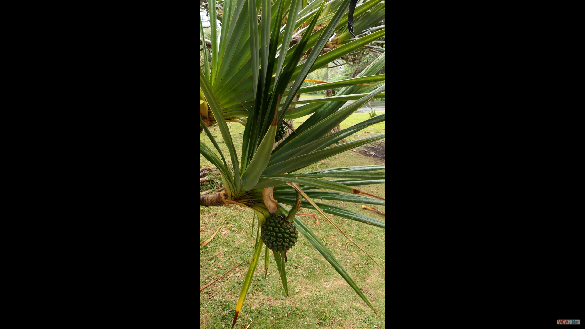 Schraubenbaum (Pandanus utilis)