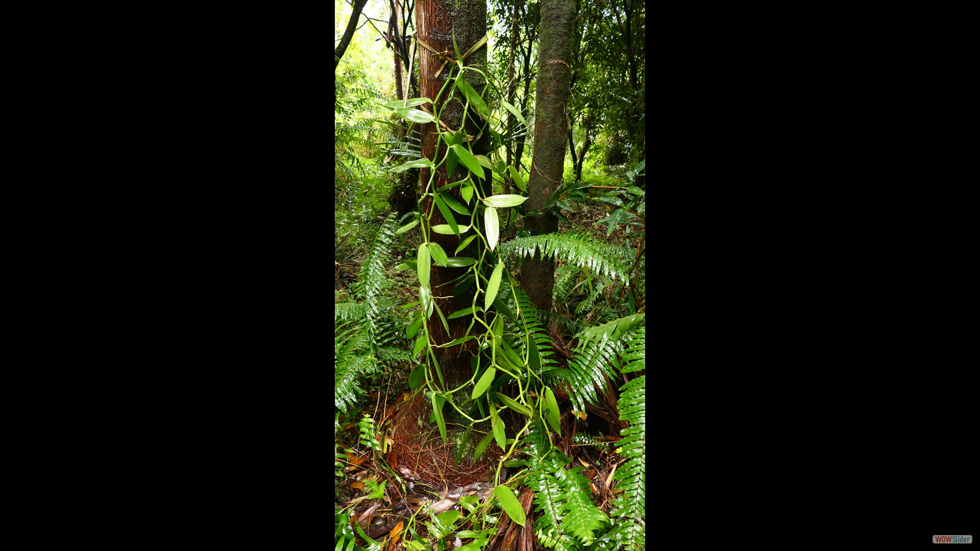 Vanilla planifolia