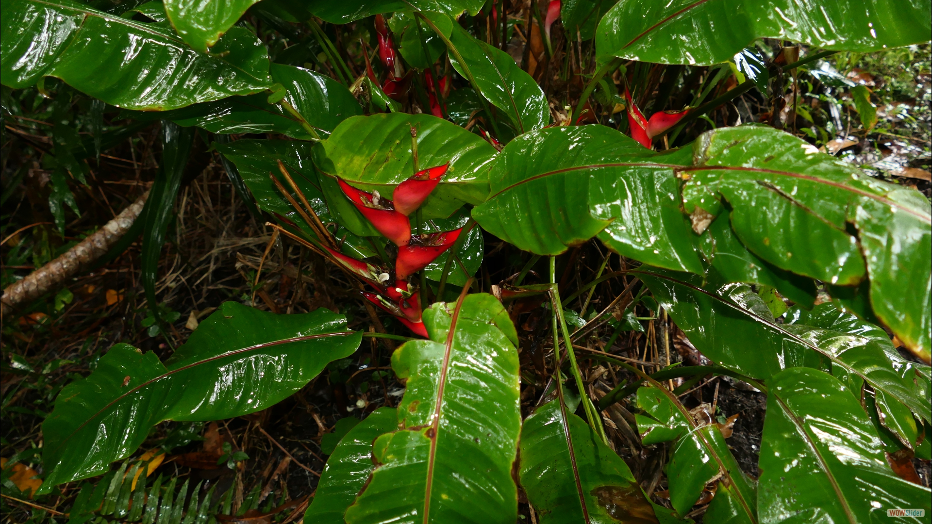 Heliconia stricta