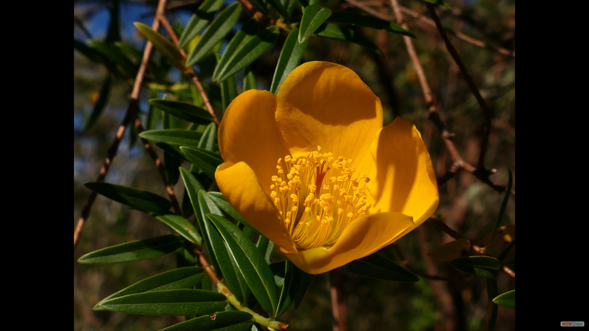 Hypericum lanceolatum