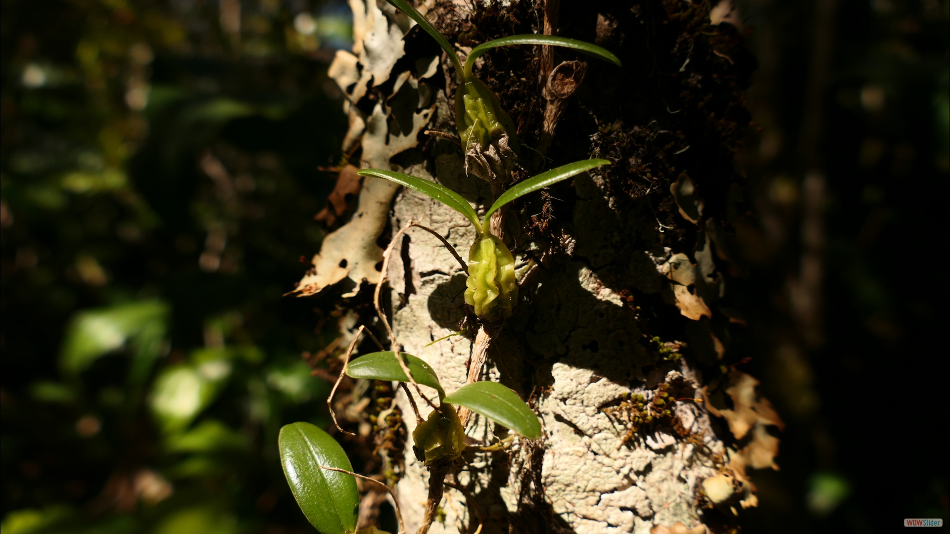 Bulbophyllum