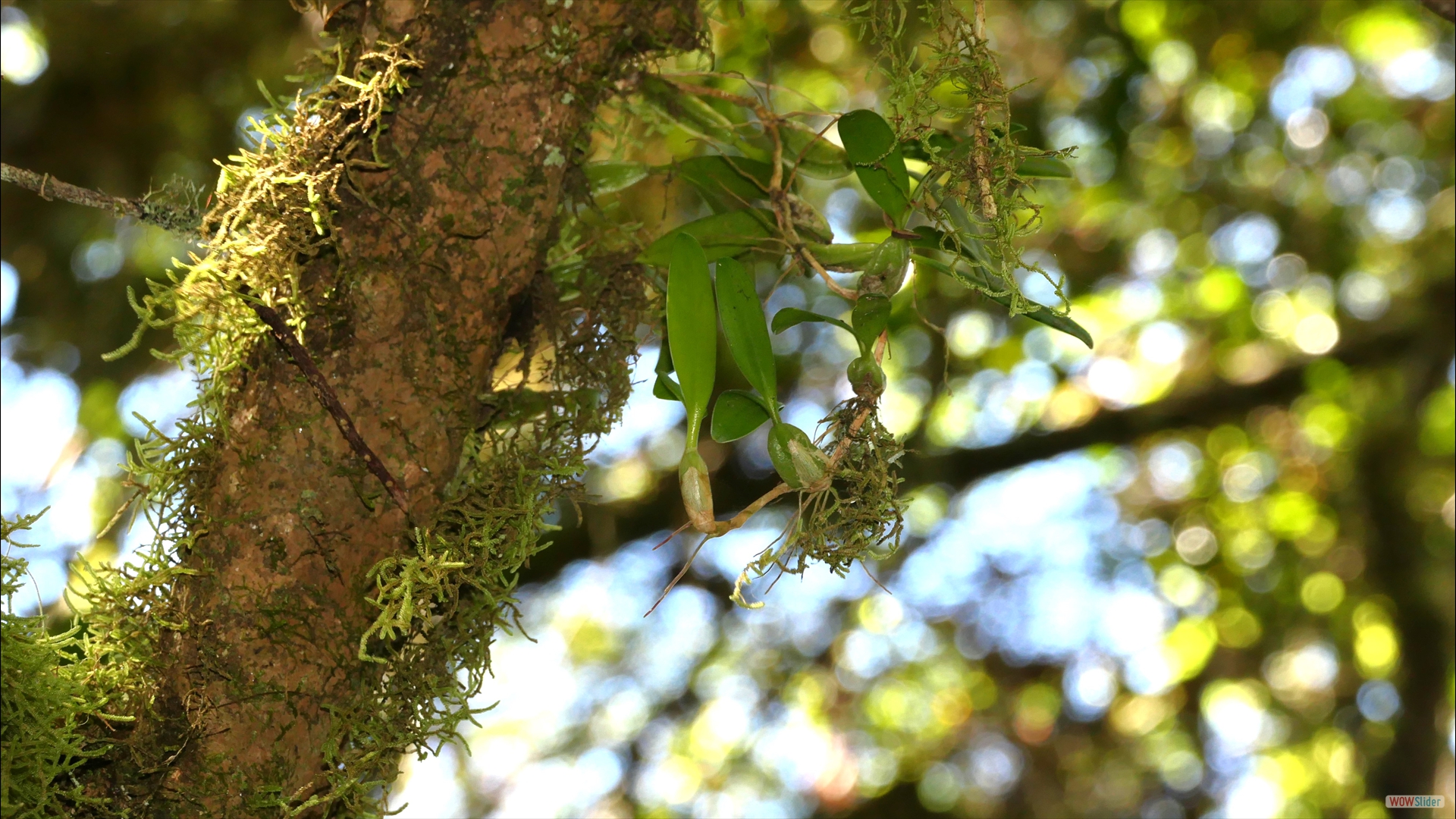 Bulbophyllum