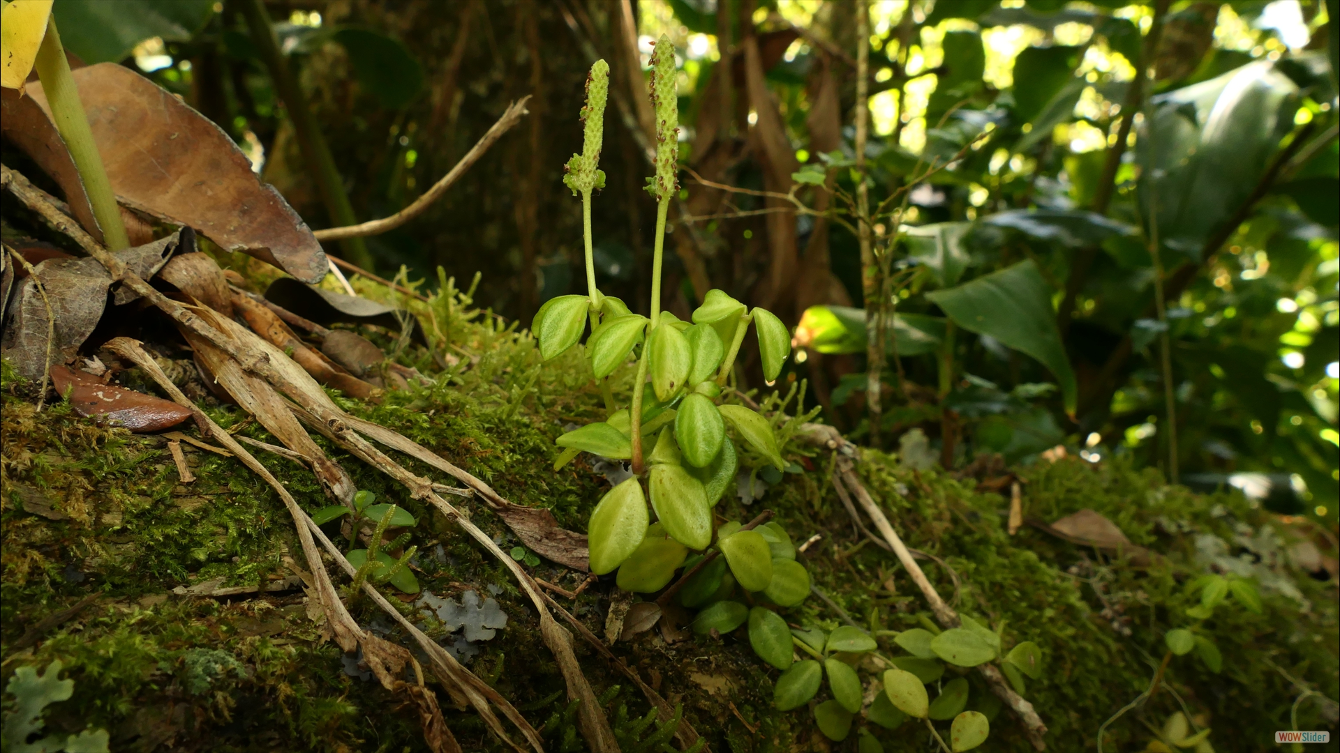 Peperomia