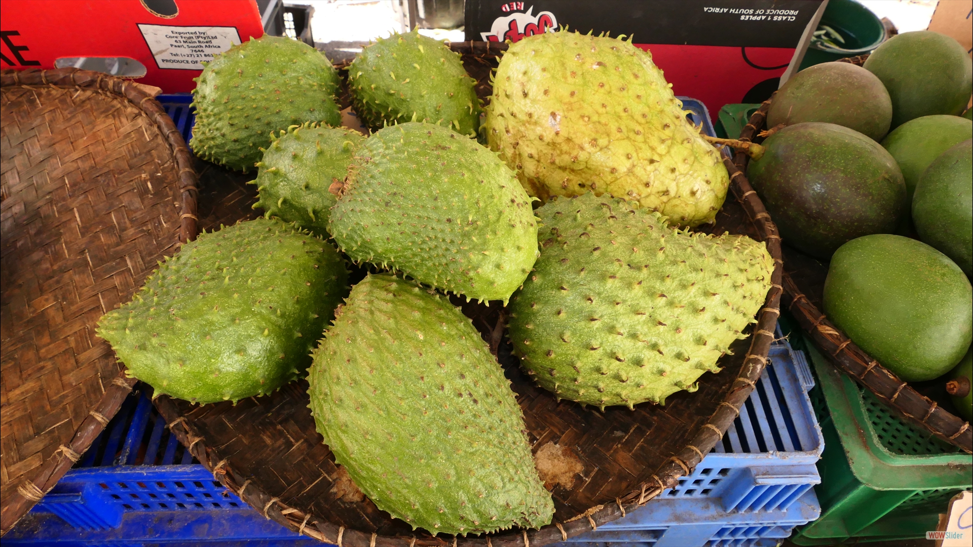 Sauersack (Annona muricata)