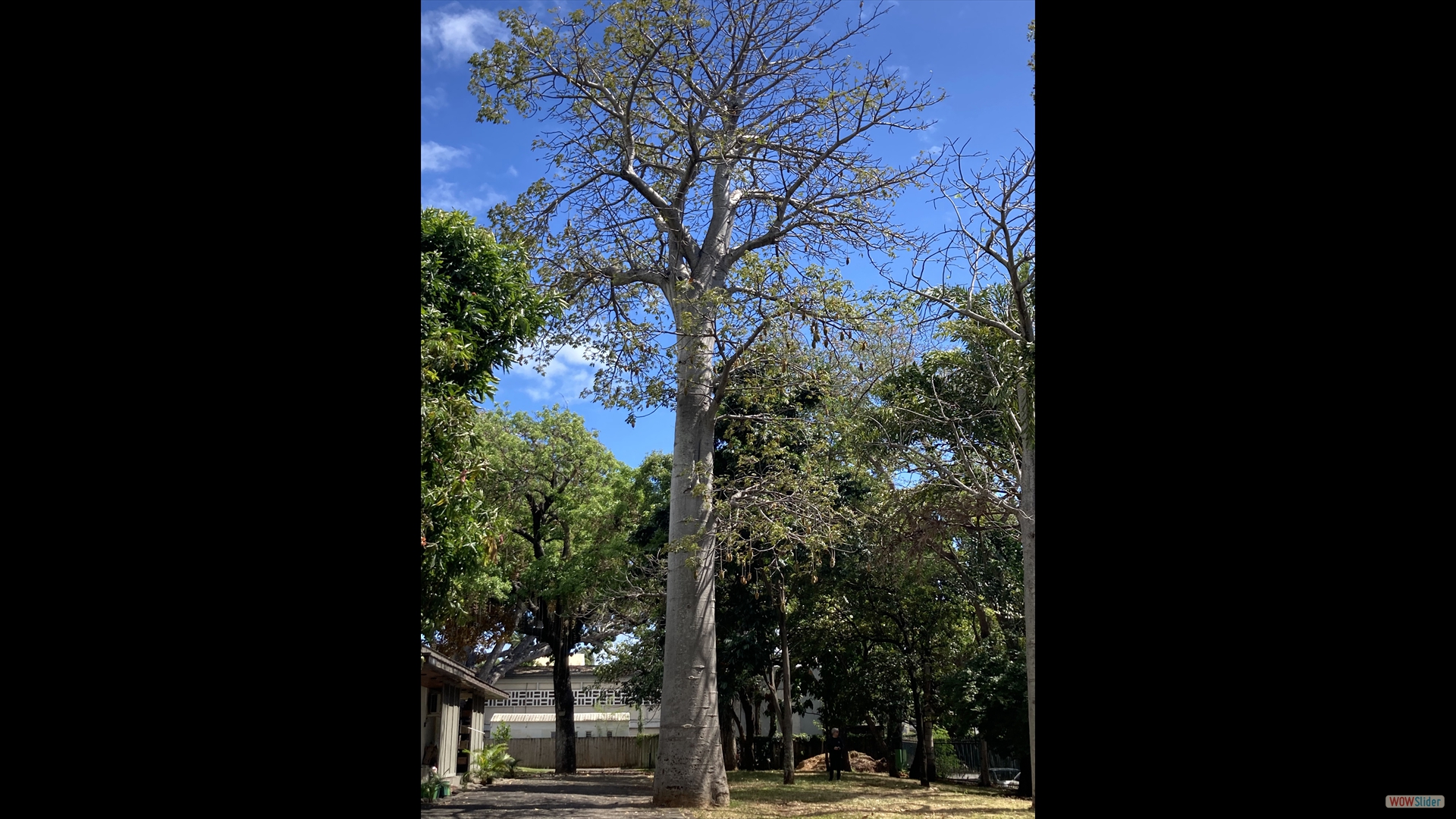 Afrikanischer Affenbrotbaum (Adansonia digitata)