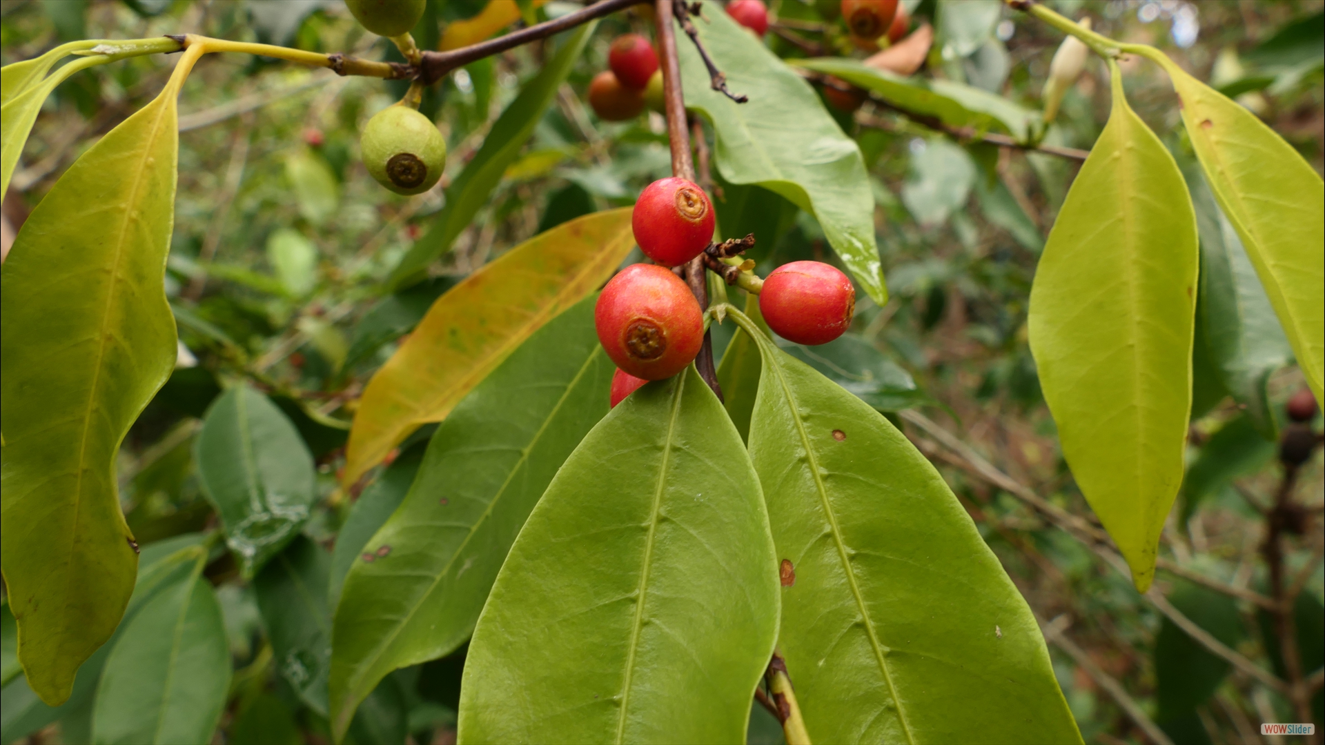 Coffea spec.