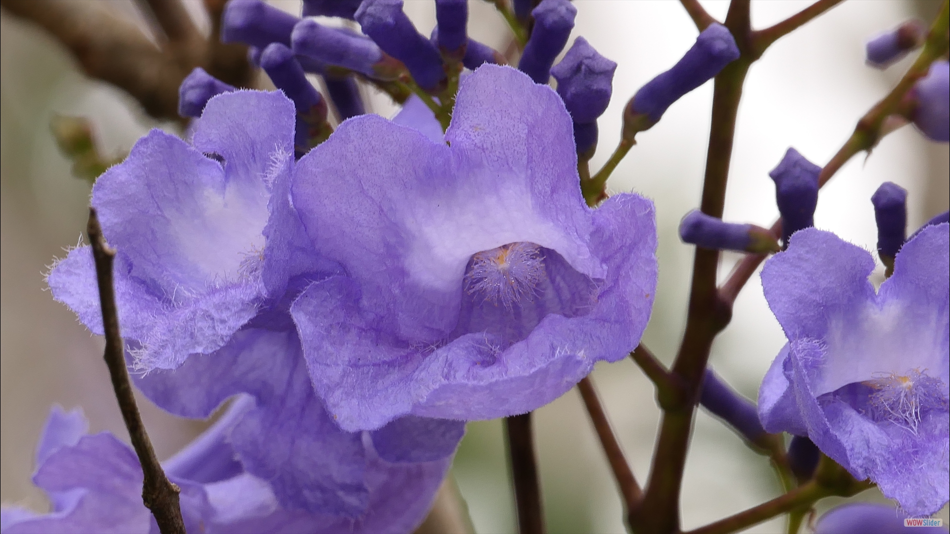 Palisanderholzbaum (Jacaranda mimosifolia)