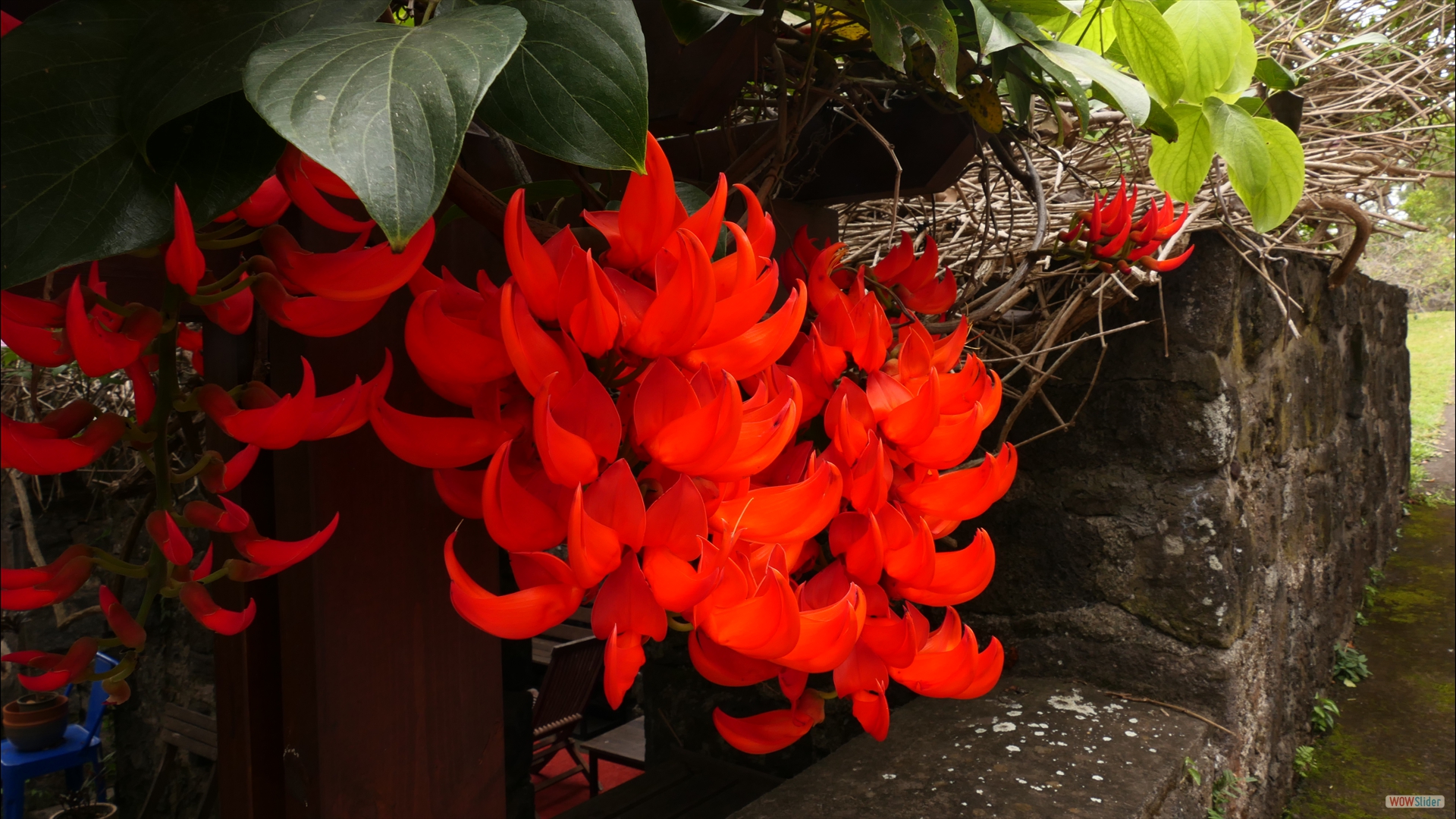 Roter Jadewein (Mucuna bennetti)