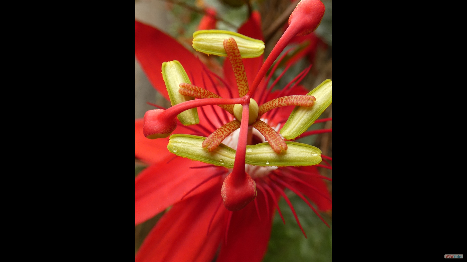 P12606022-Rote Passionsblume (Passiflora vitifolia )