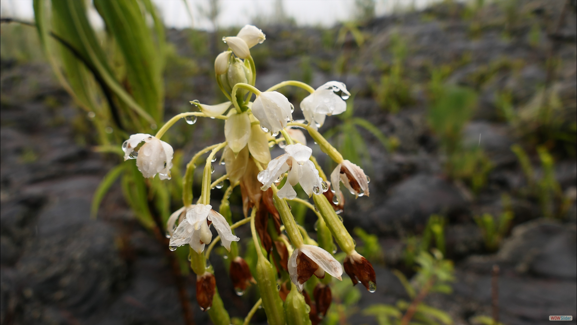 Spathoglottis-plicata, eine Orchidee