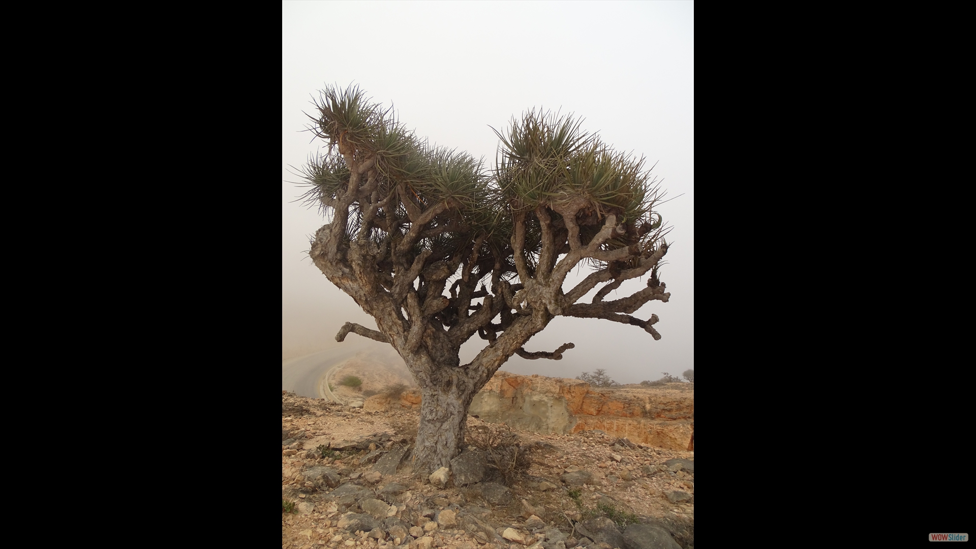 Araber- oder Jemen-Drachenbaum (Dracaena serrulata)