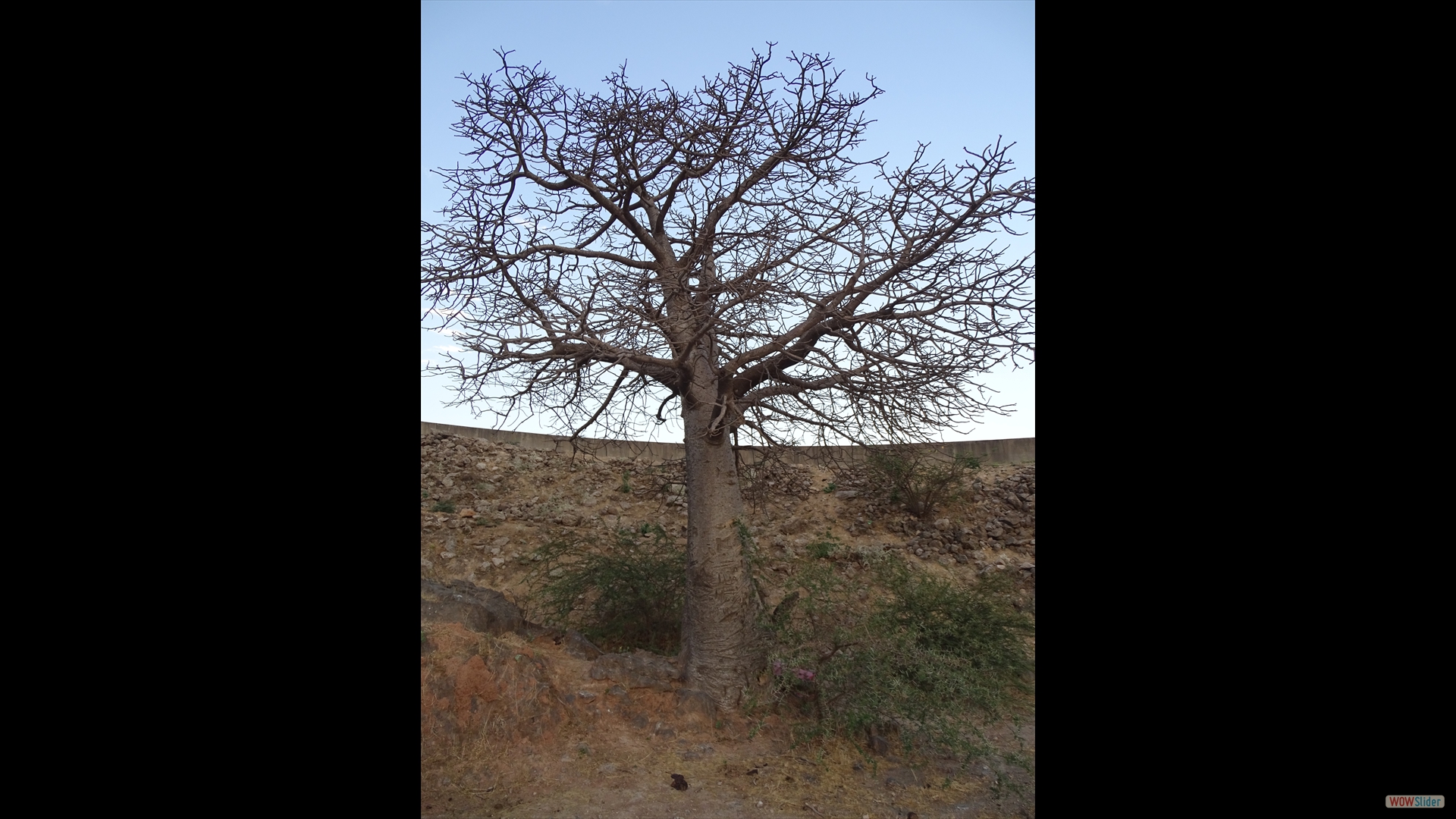 Dhofar, Wadi Hinna (Adansonia digitata)