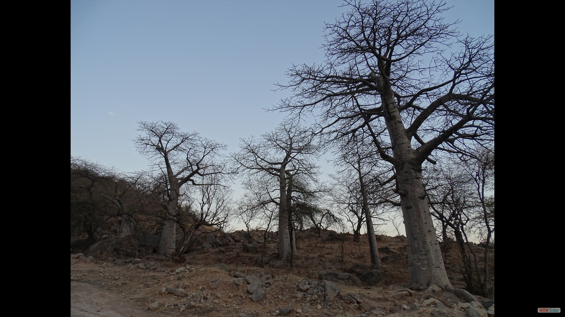 Dhofar, Wadi Hinna (Adansonia digitata)