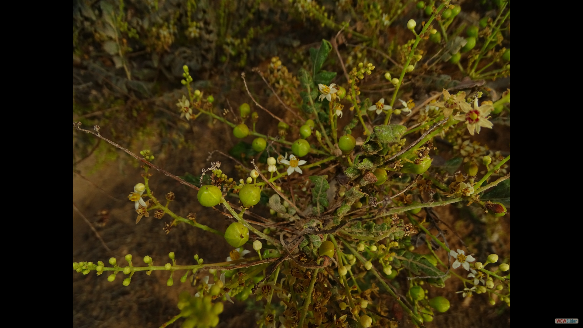 Weihrauchbaum (Boswellia sacra)